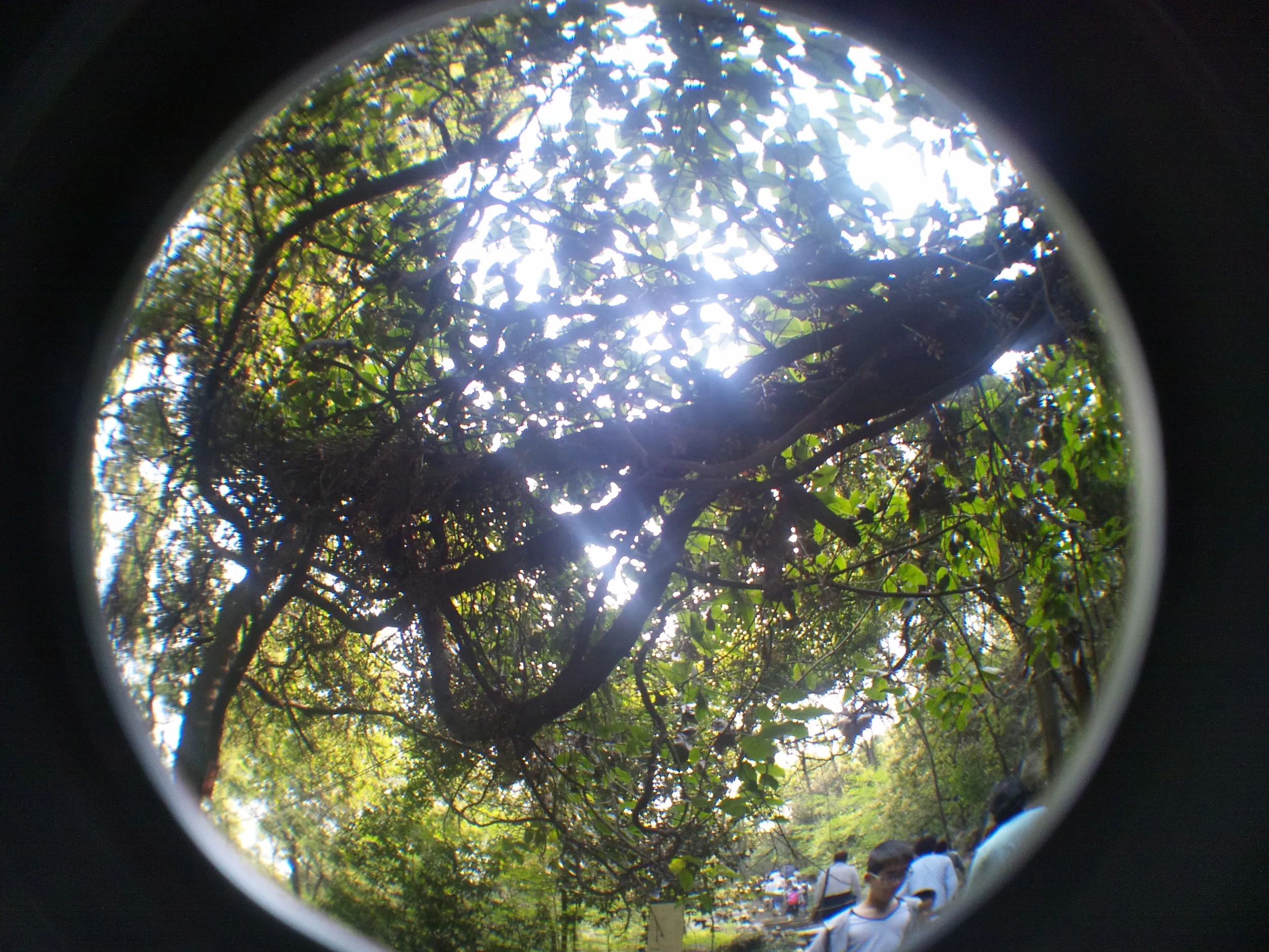 玉皇山へ登る。千年を超える古木