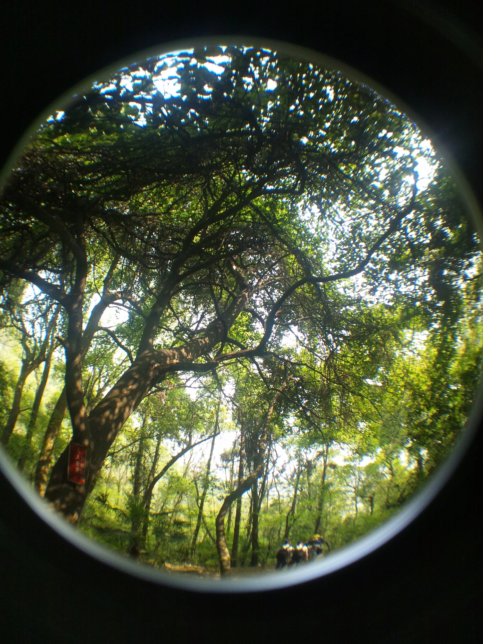 玉皇山へ登る。千年を超える古木