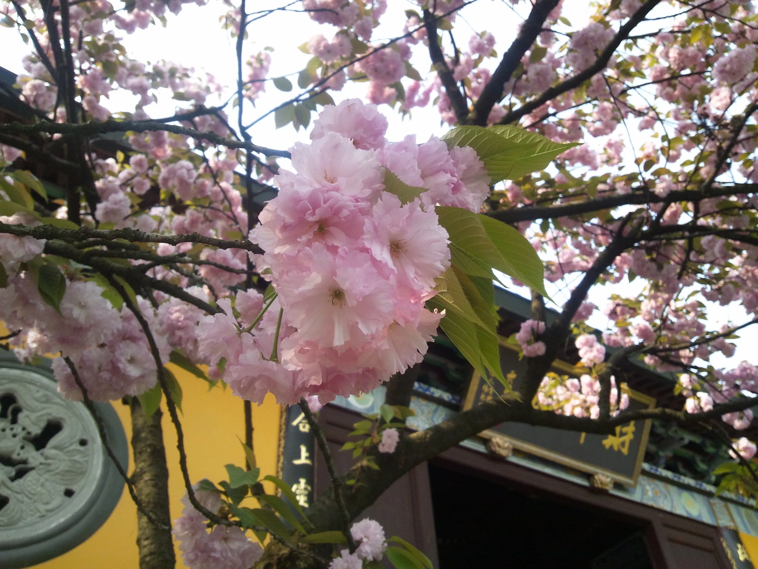 玉皇山へ登る。福星観に咲く桜