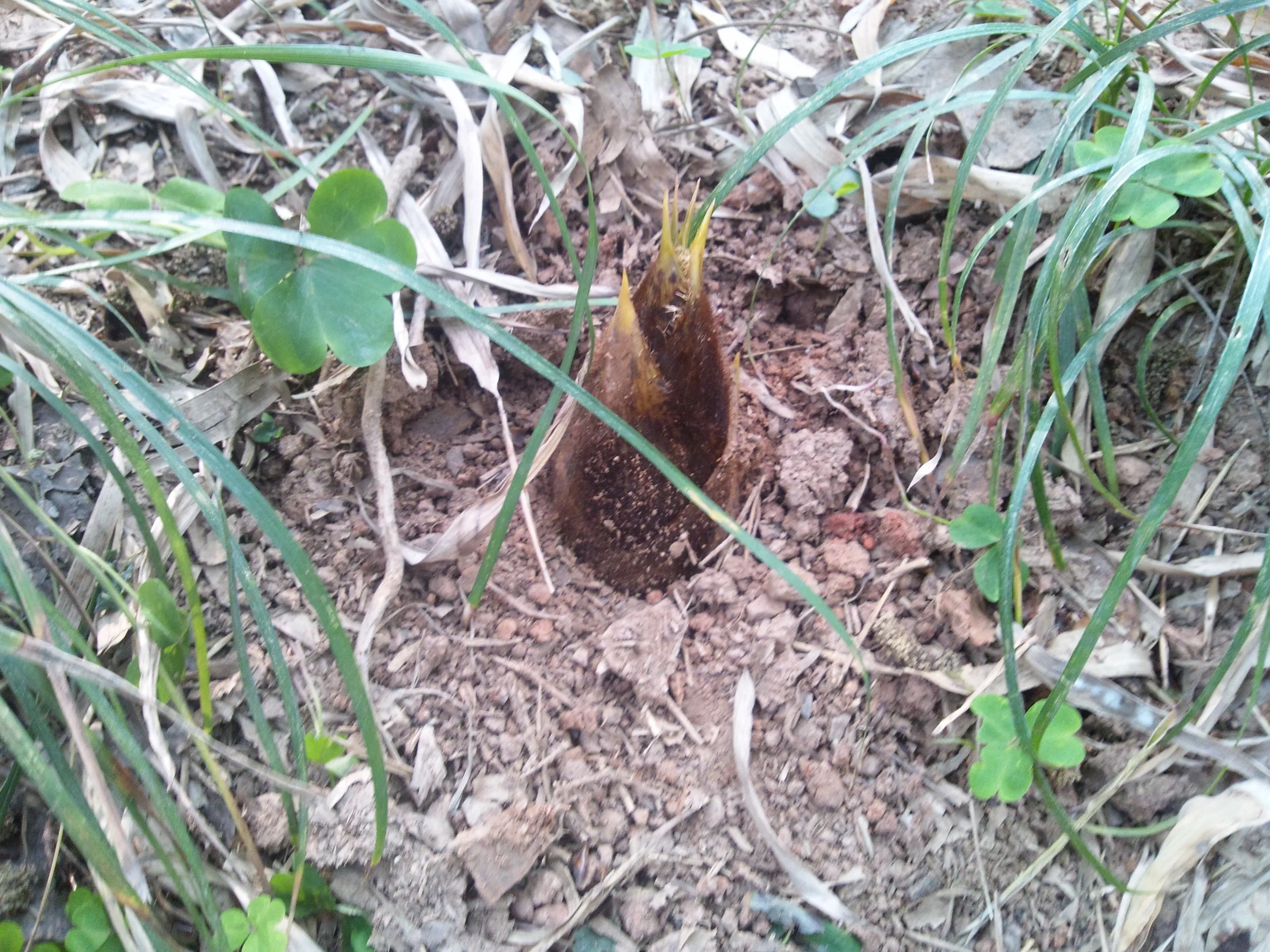 玉皇山から下山