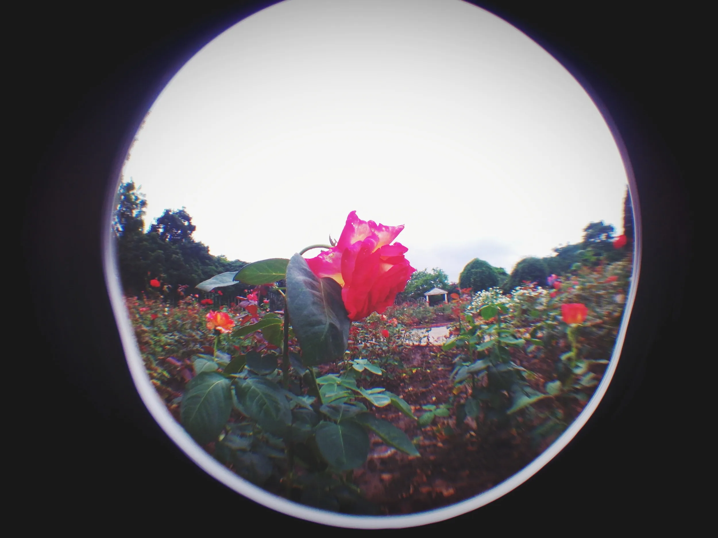 上海植物園観光、薔薇園