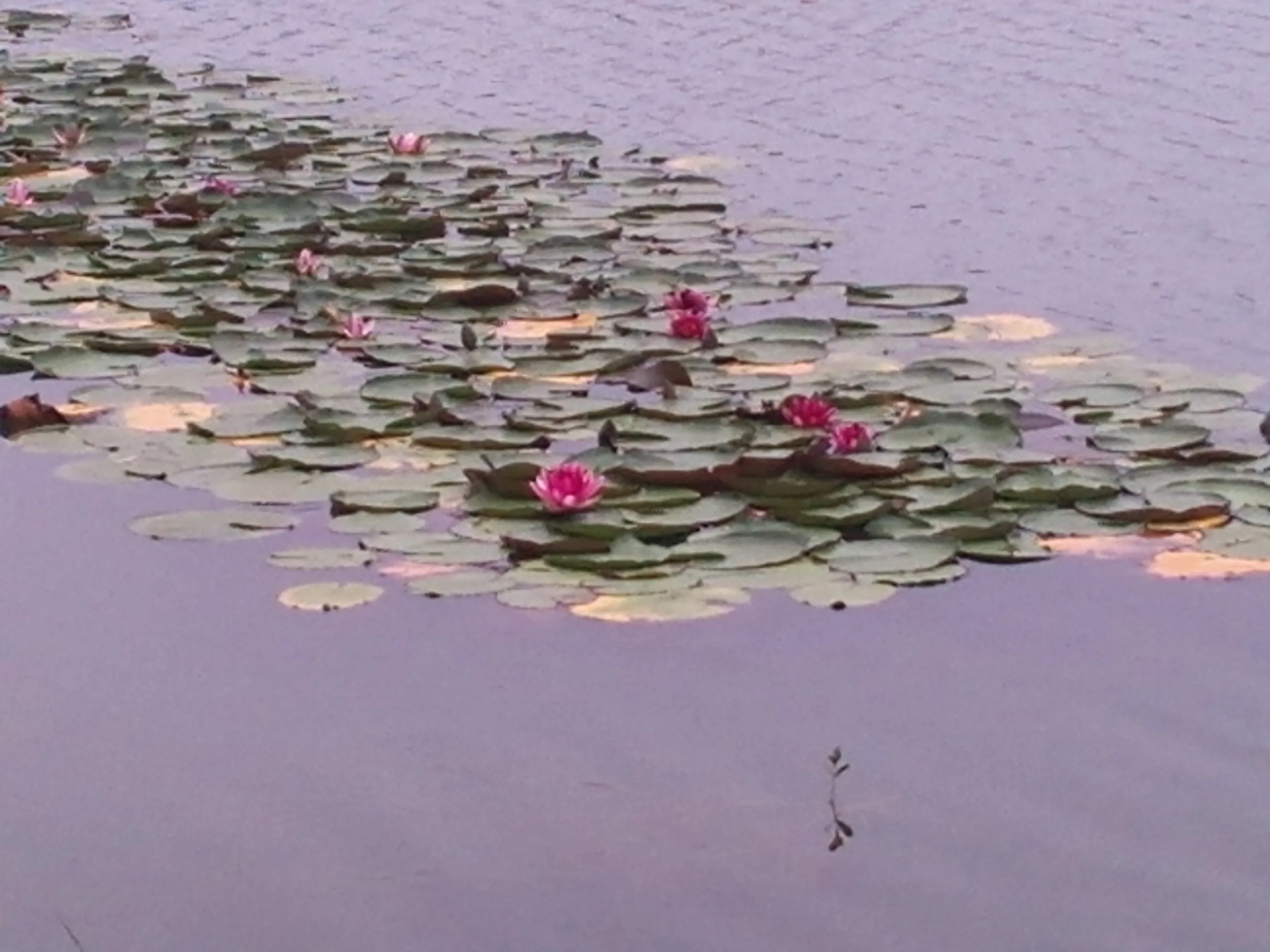 蘇州虎丘湿地公園、睡蓮