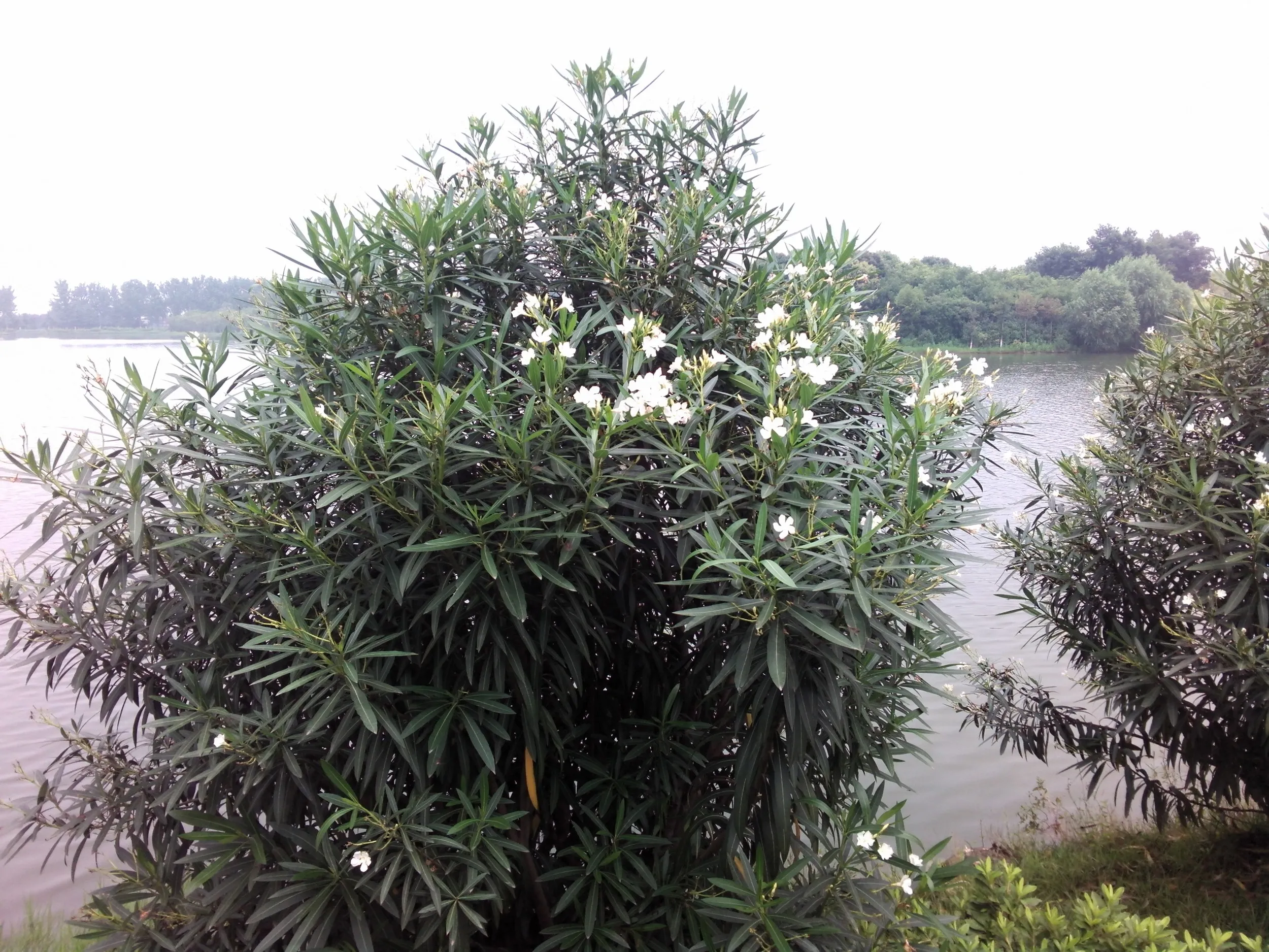 蘇州虎丘湿地公園