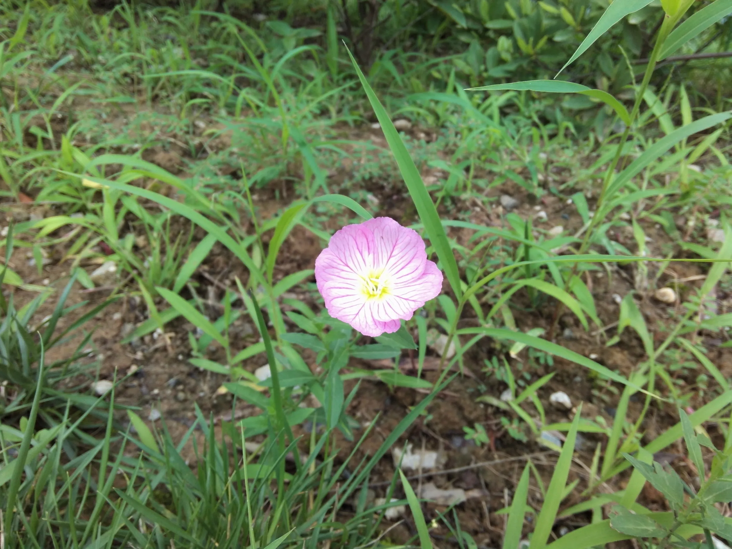 蘇州虎丘湿地公園