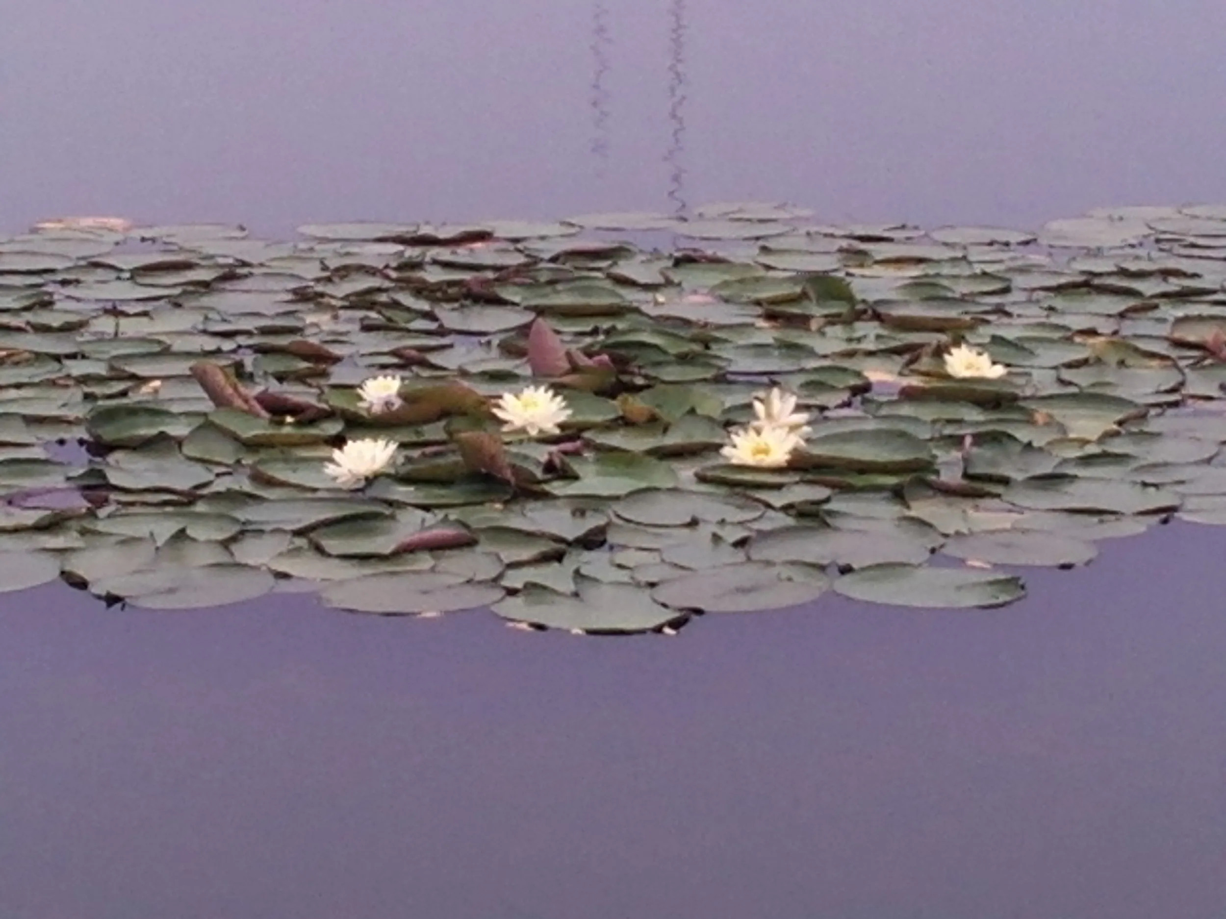 蘇州虎丘湿地公園、睡蓮