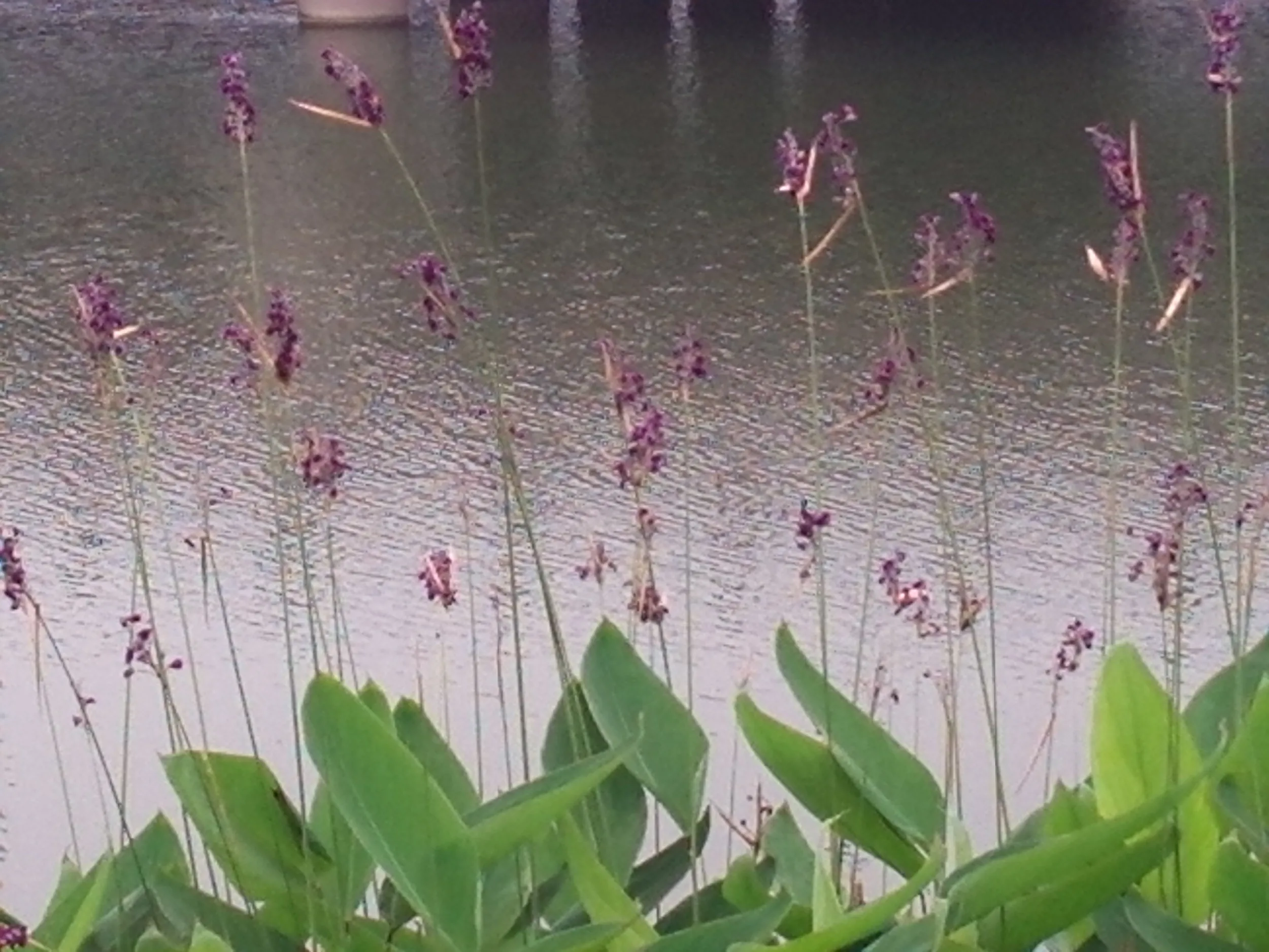 蘇州虎丘湿地公園