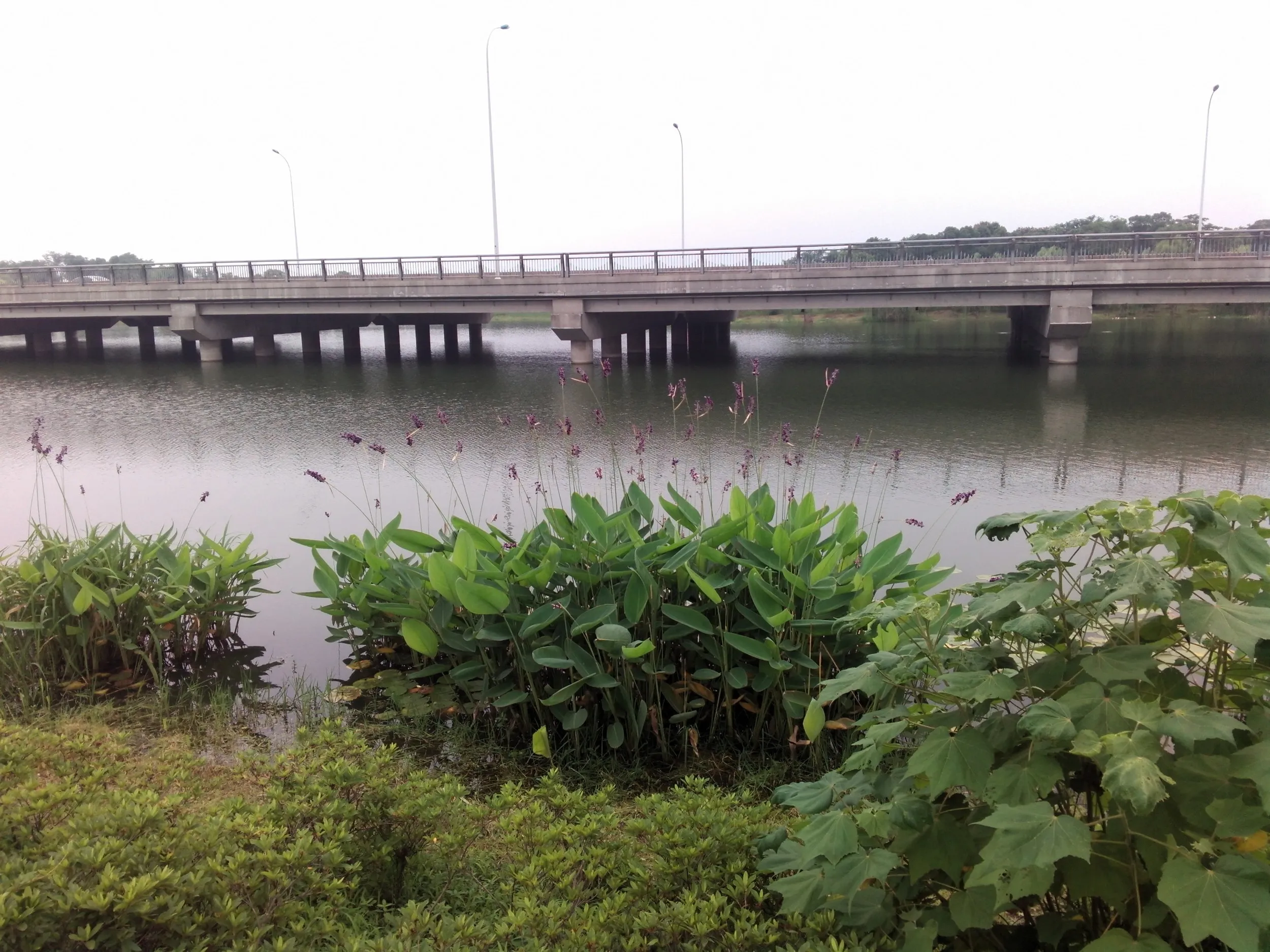 蘇州虎丘湿地公園