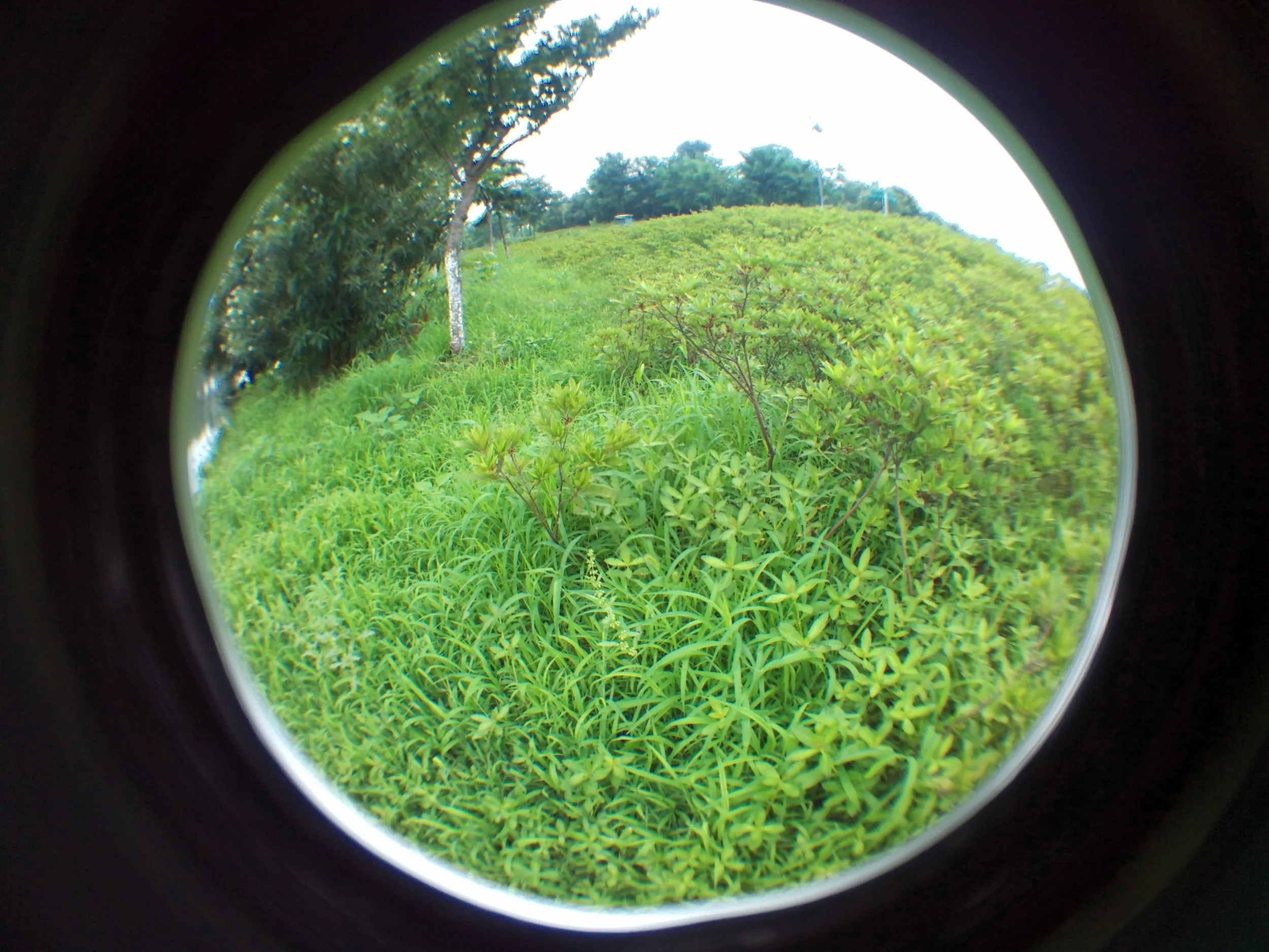 蘇州虎丘湿地公園