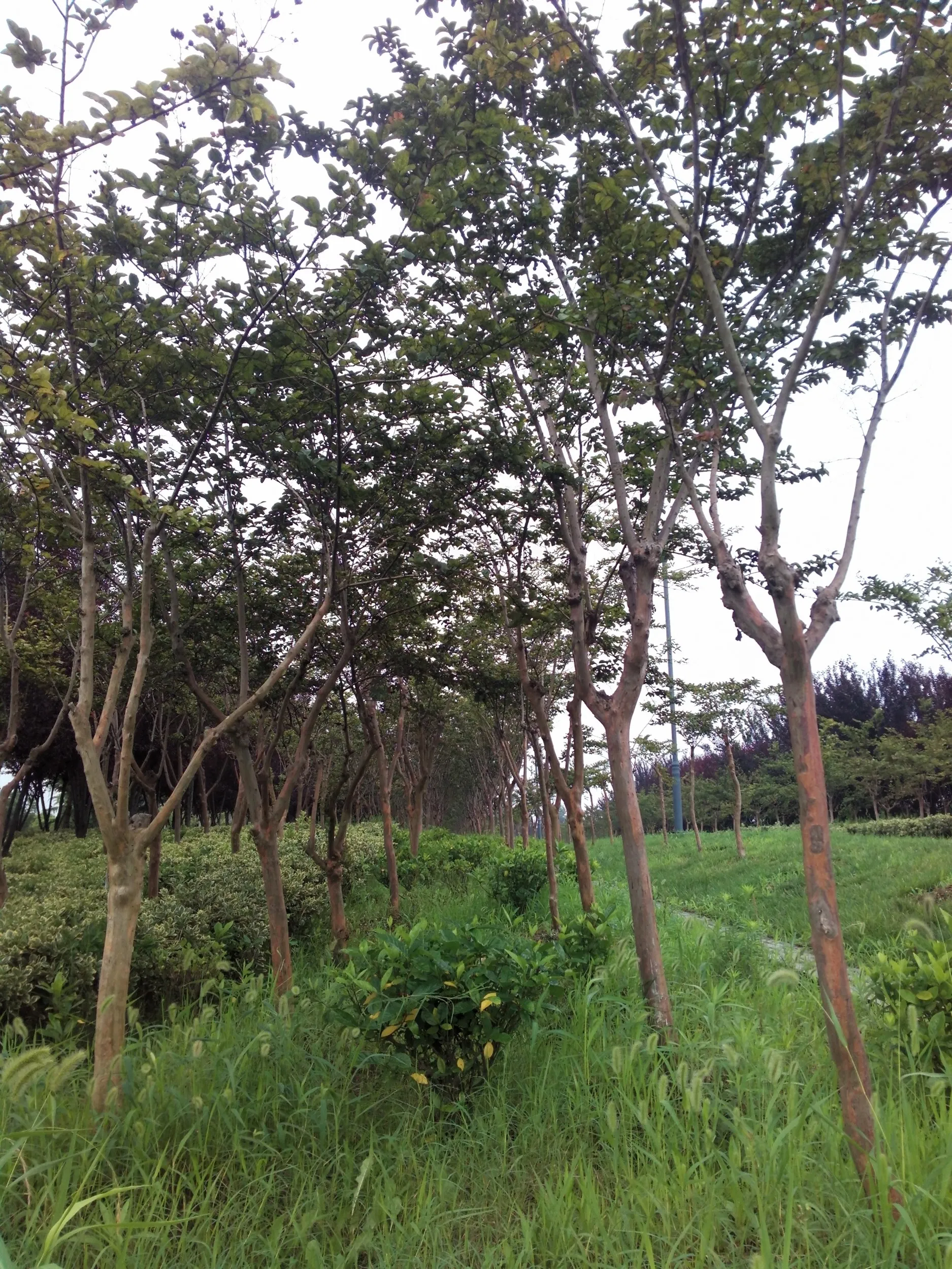 蘇州虎丘湿地公園