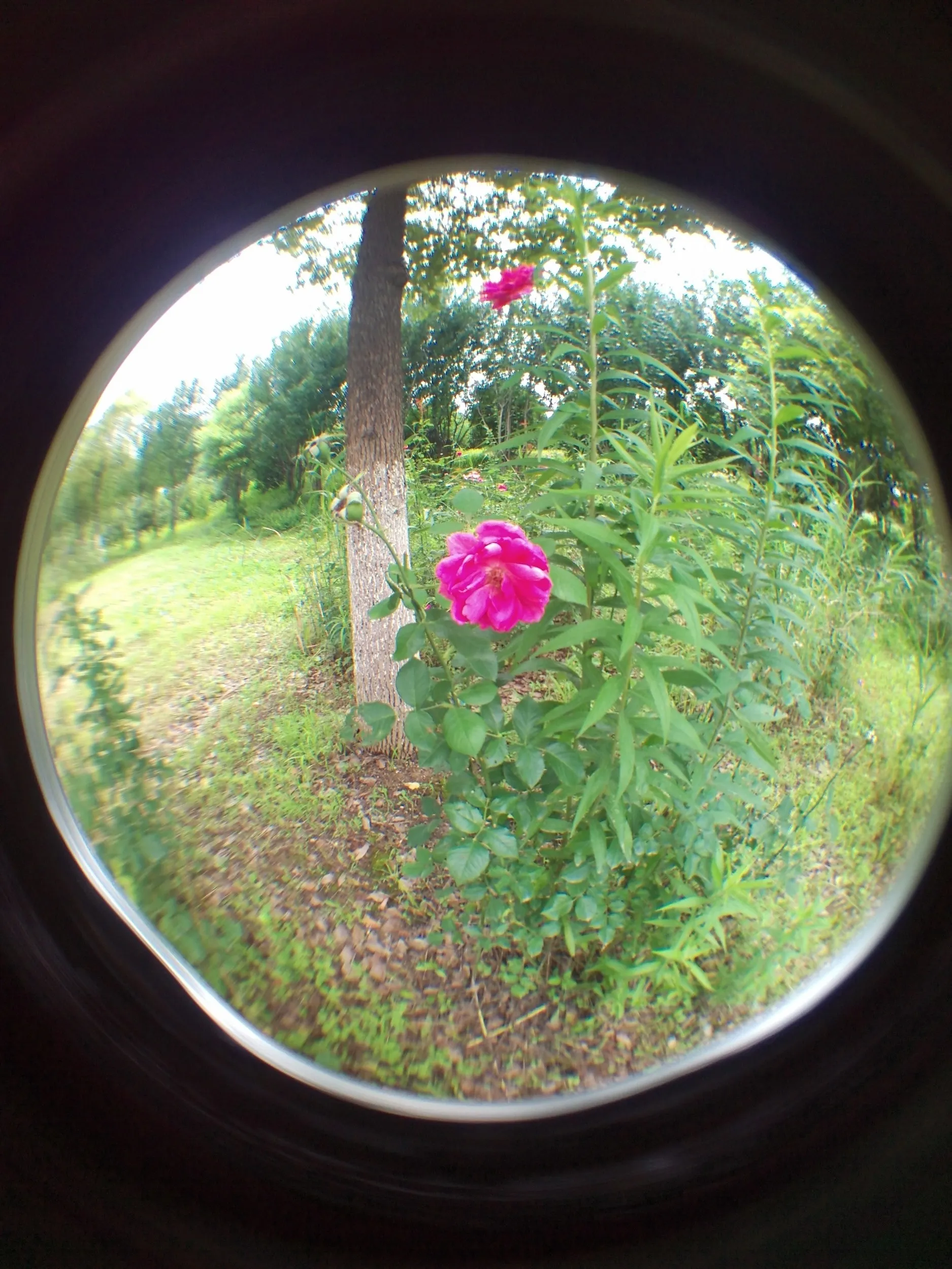 蘇州虎丘湿地公園