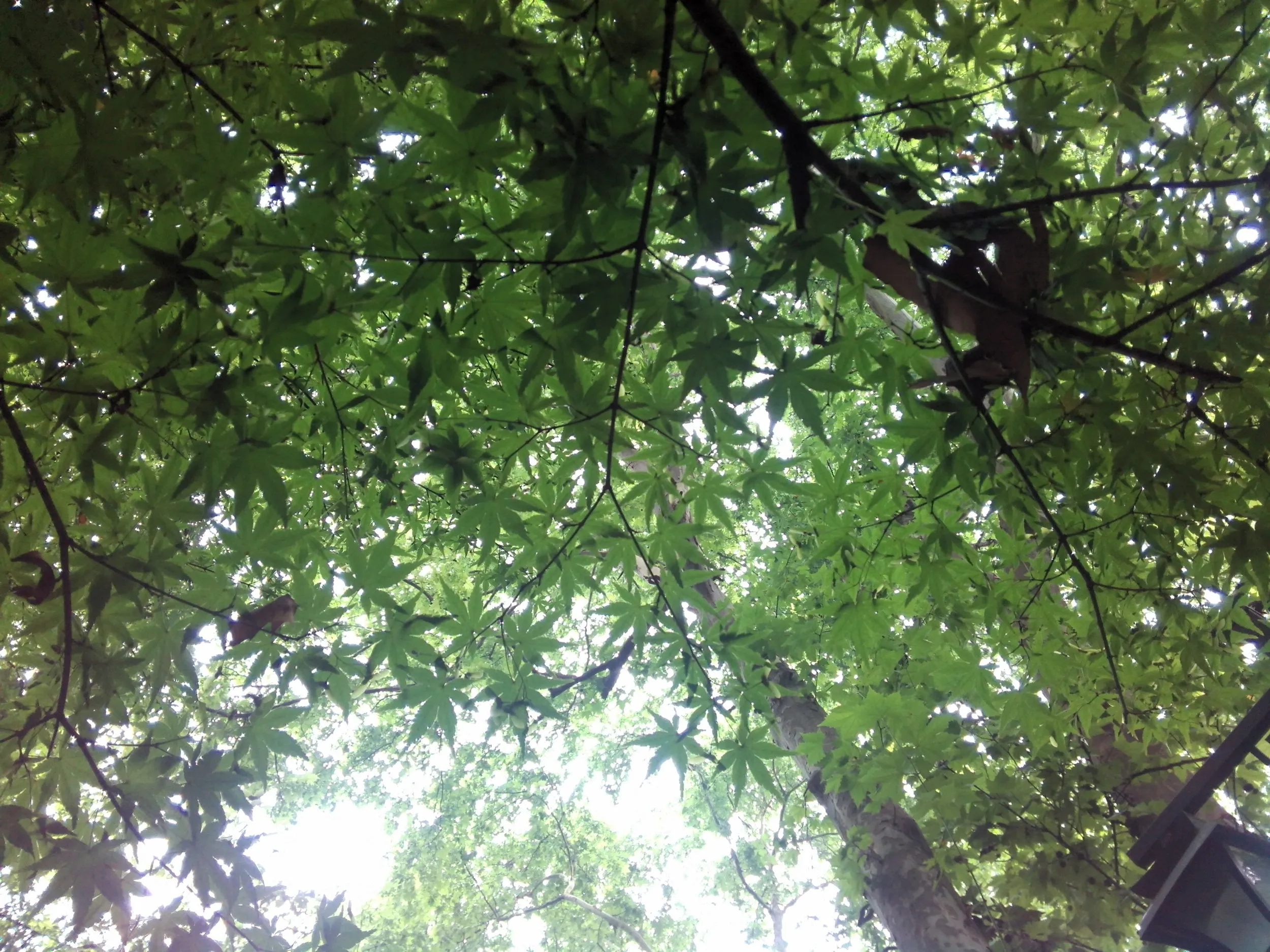 吴山を森林浴しながら散歩