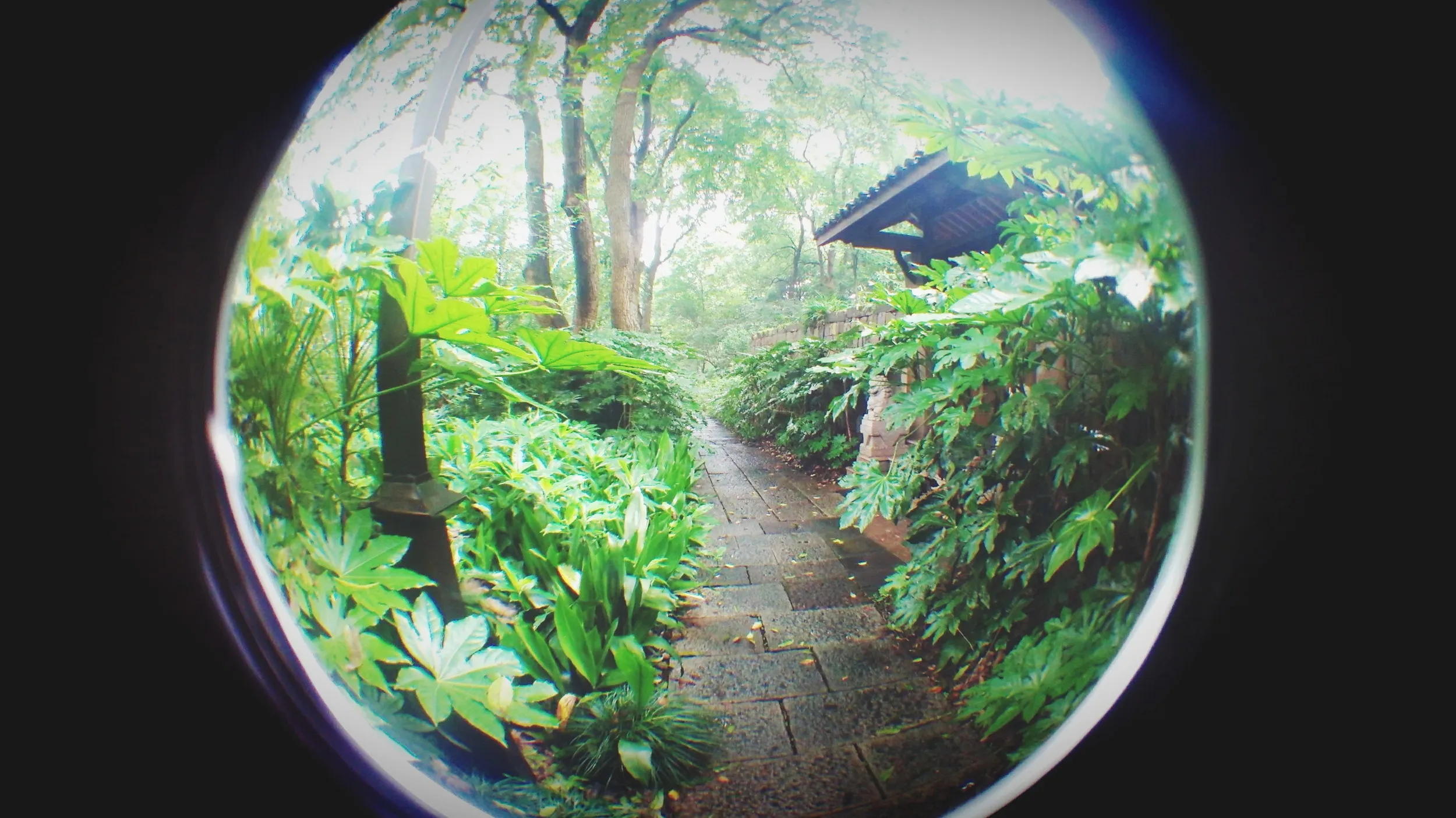 吴山を森林浴しながら散歩