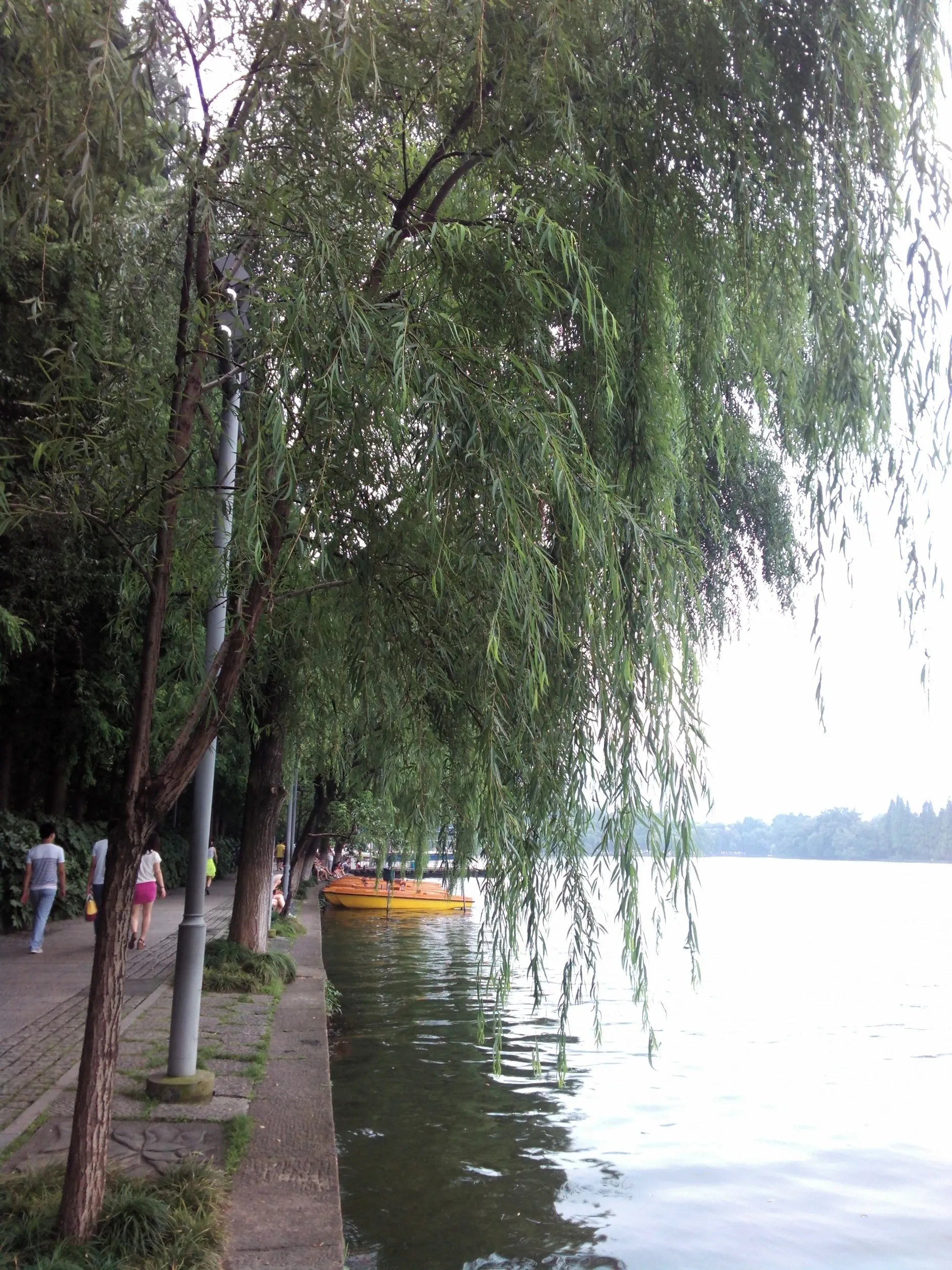 西湖湖畔としだれ柳