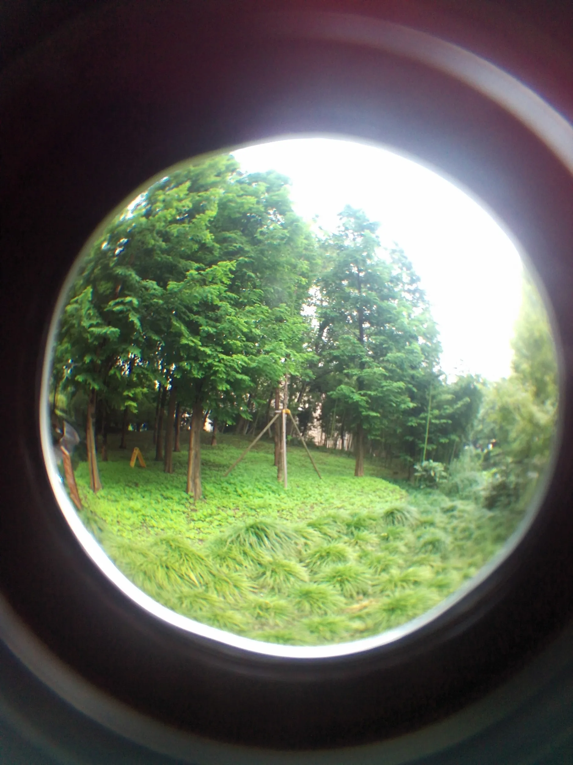 西湖湖畔の風景