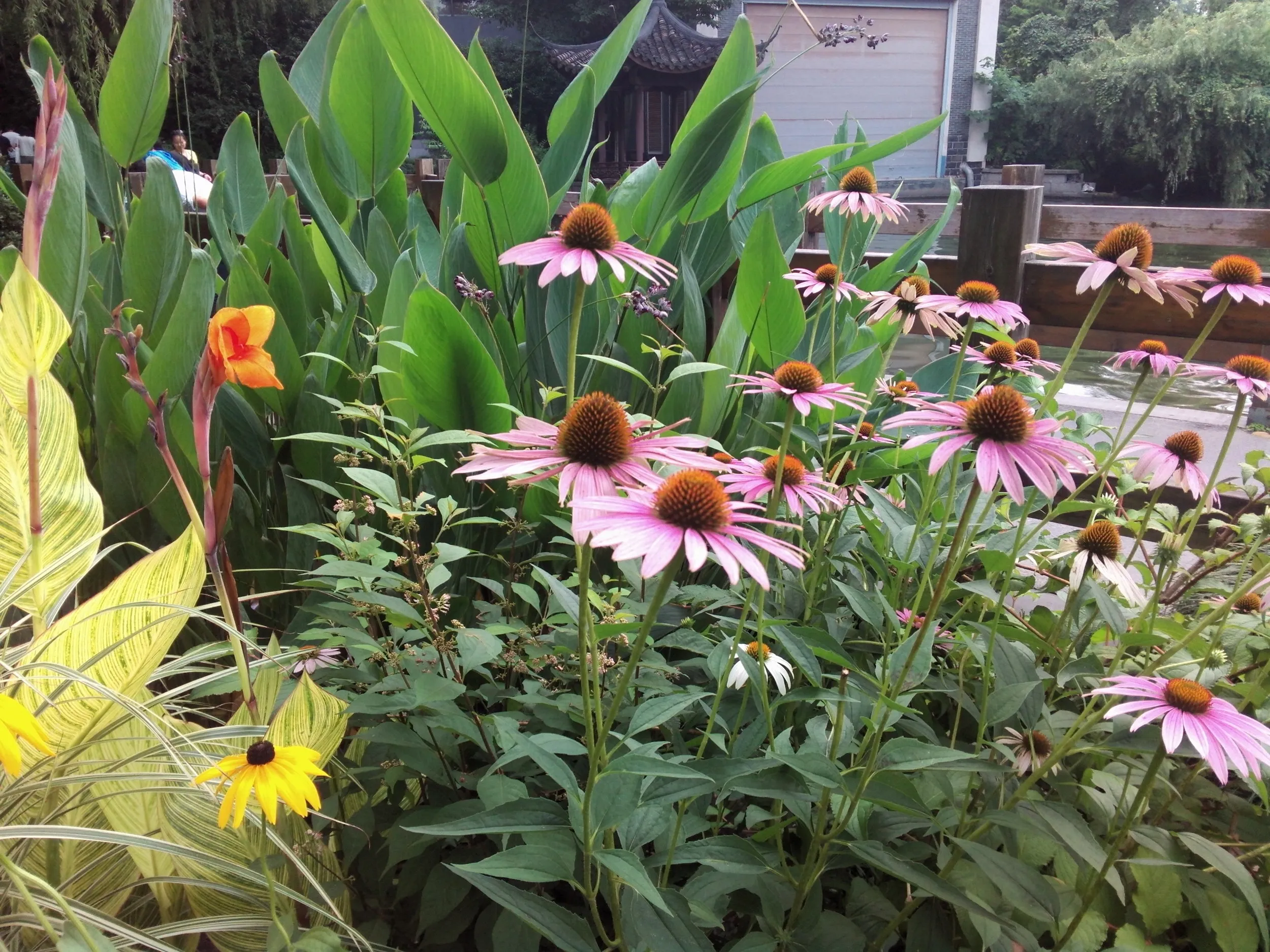 西湖湖畔に咲く花