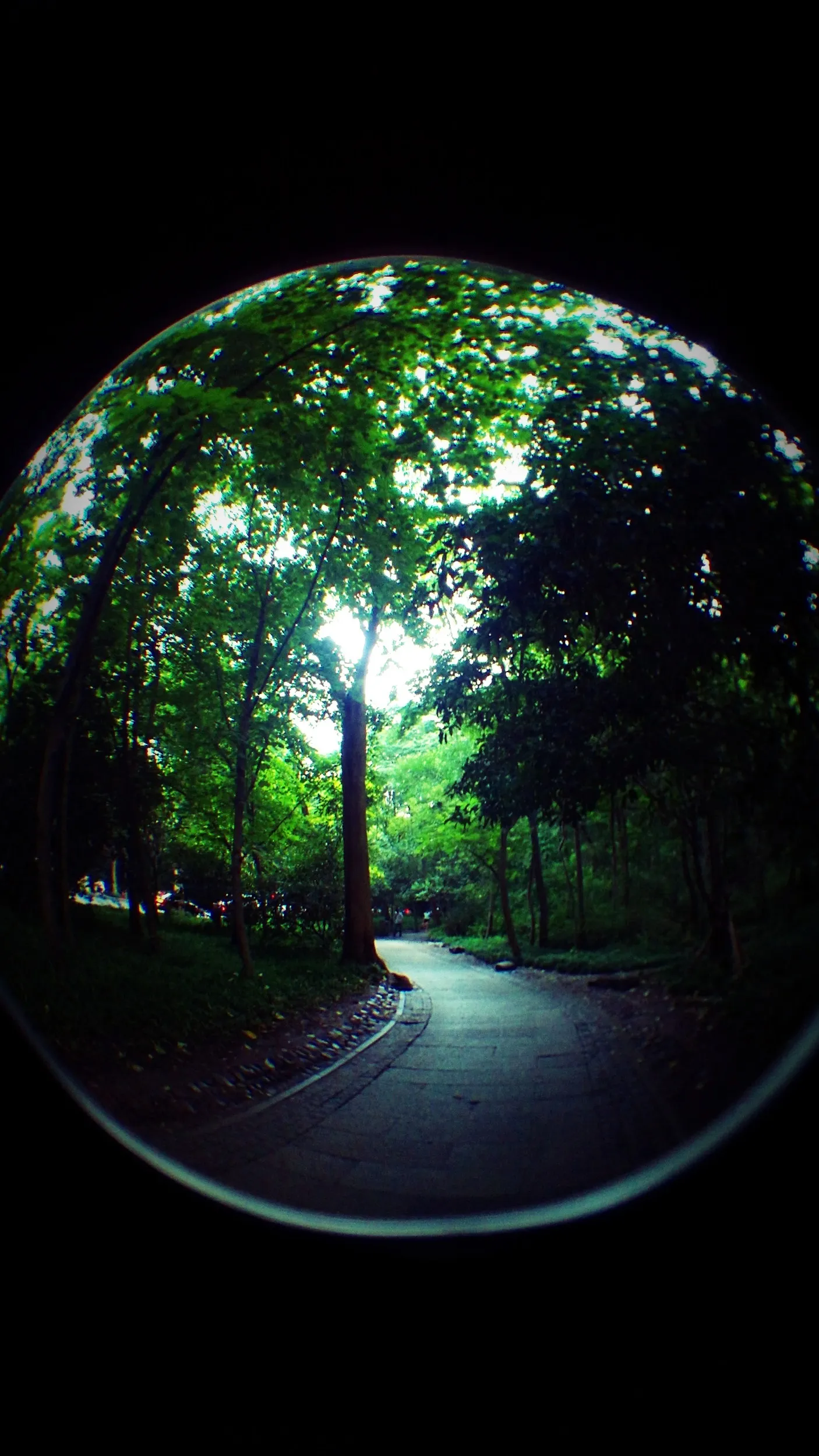 西湖湖畔の風景