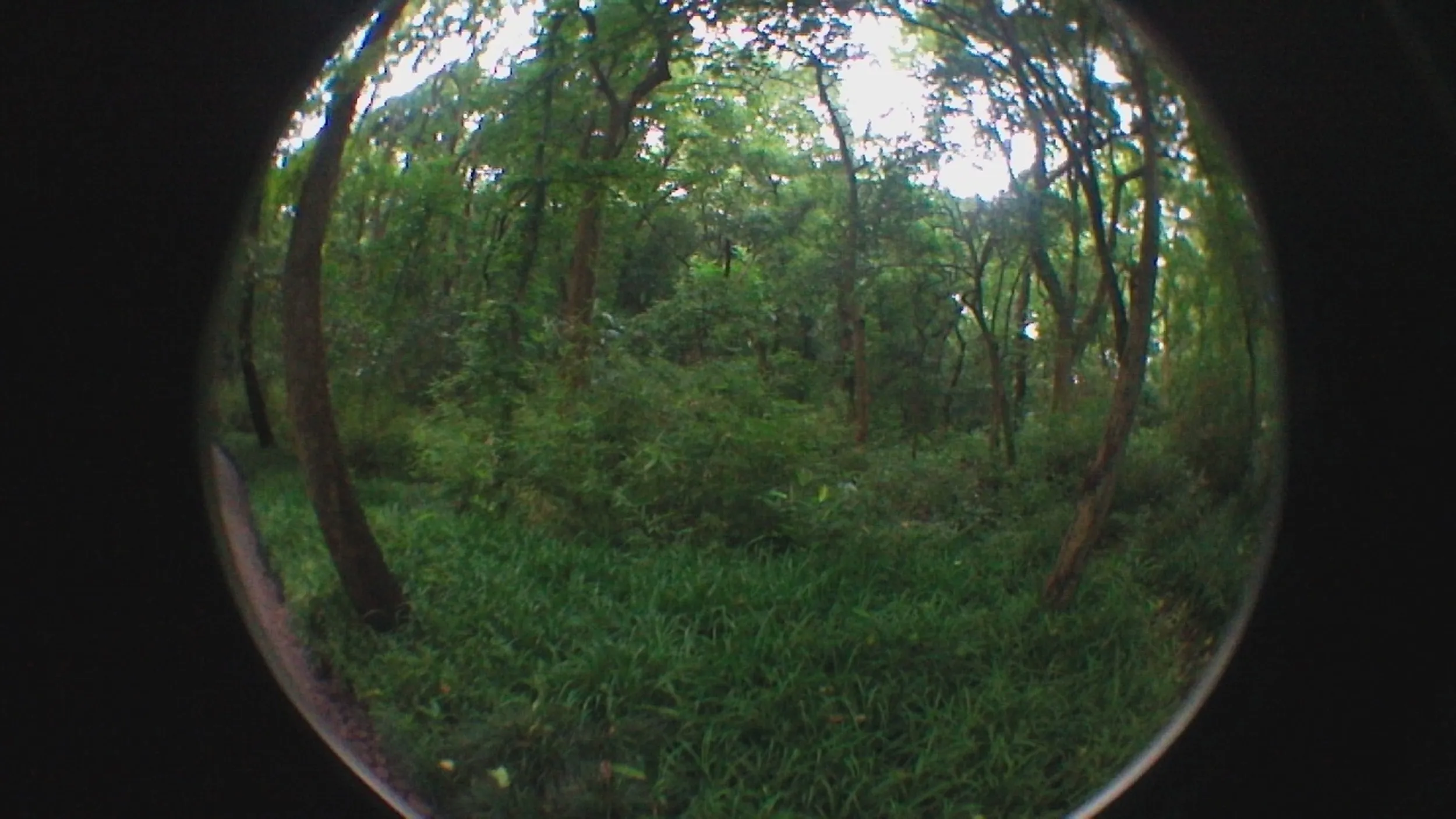 西湖湖畔の風景