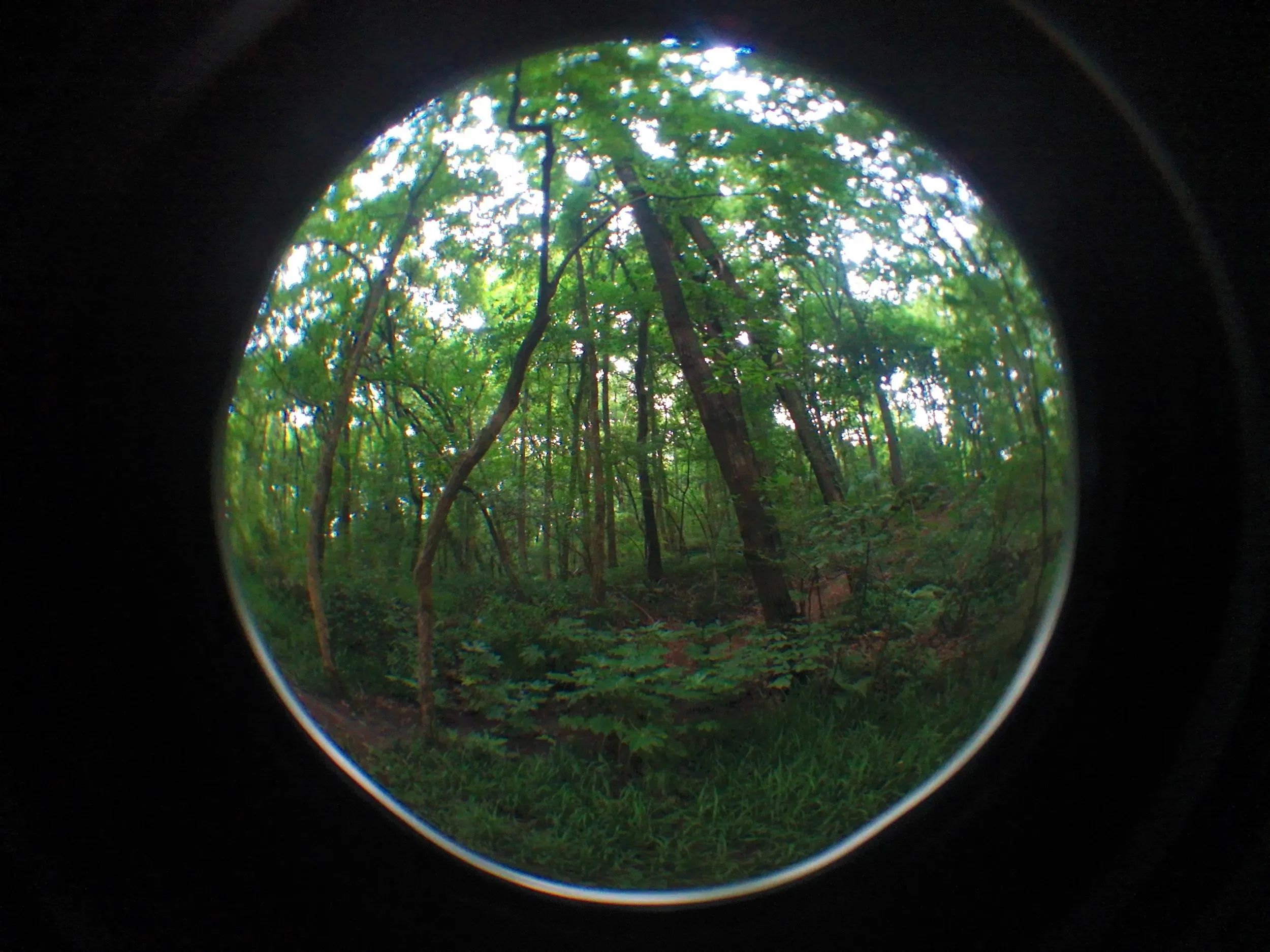 西湖湖畔の風景