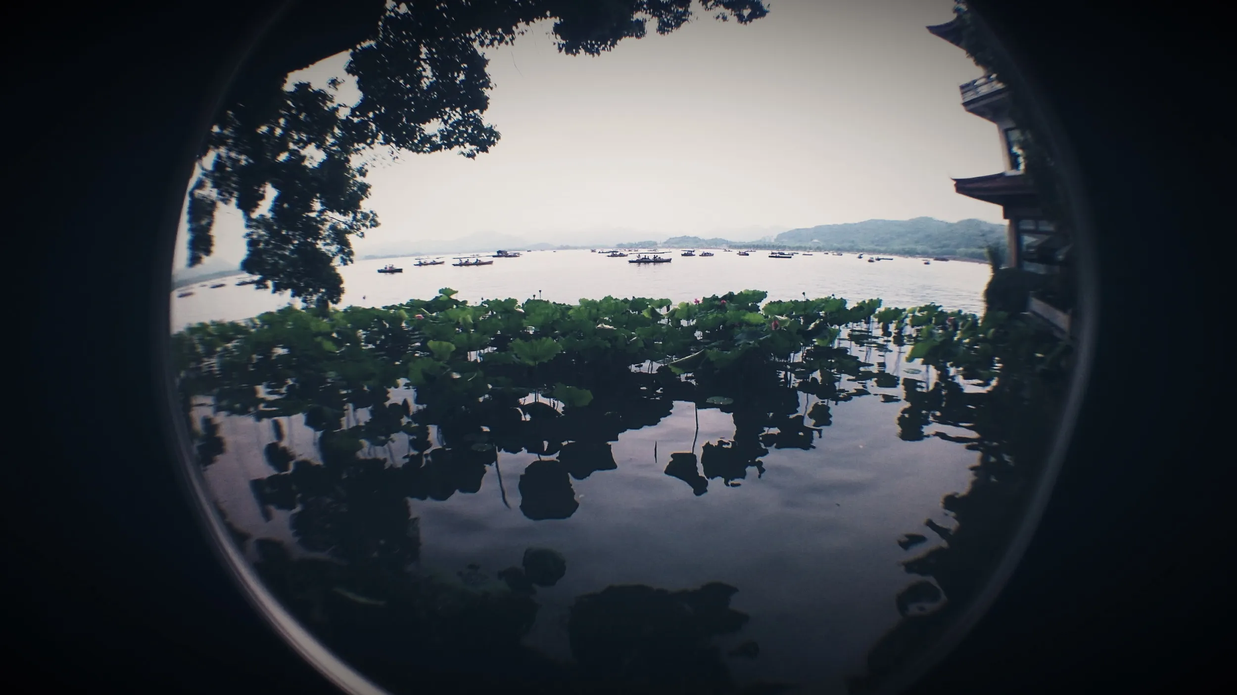 西湖湖畔に咲く蓮の花