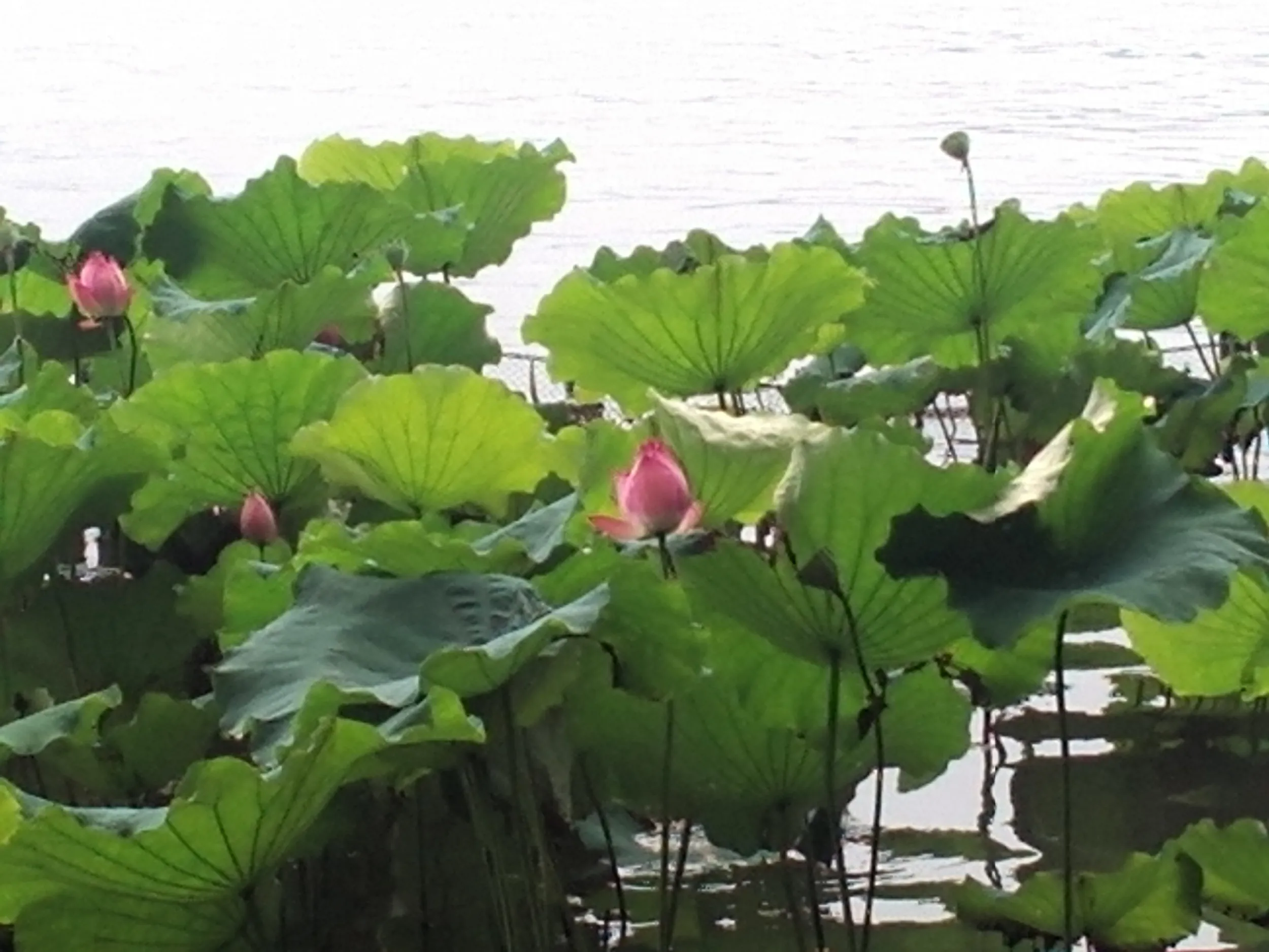 西湖湖畔に咲く蓮の花