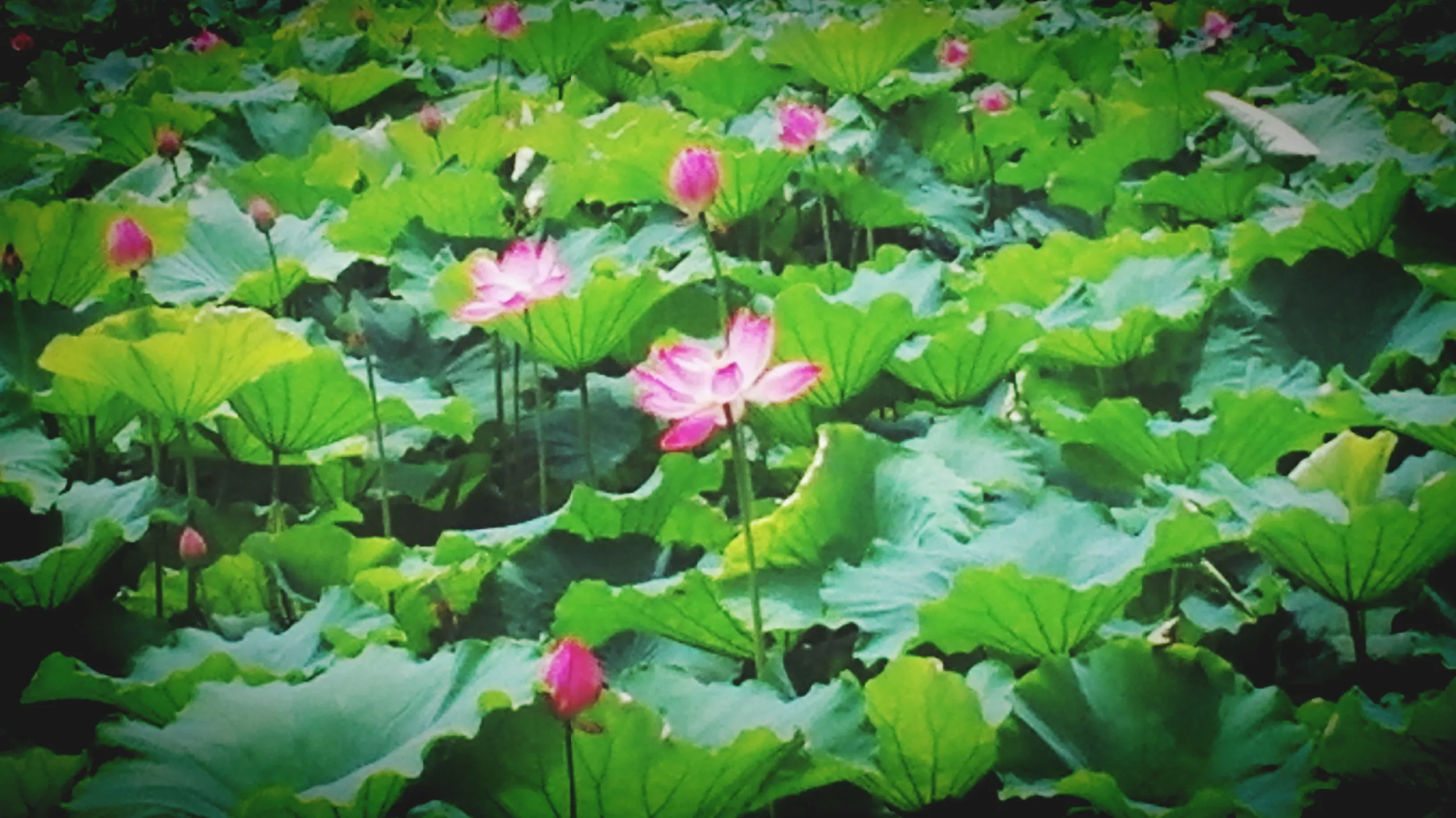 白堤の蓮と蓮の花