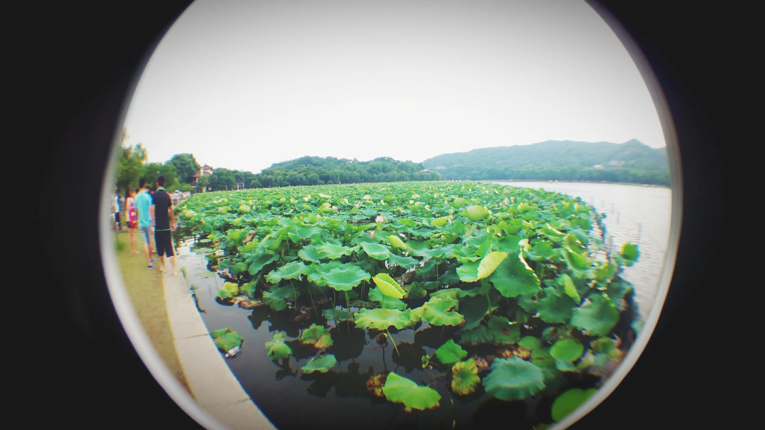 白堤の蓮と蓮の花