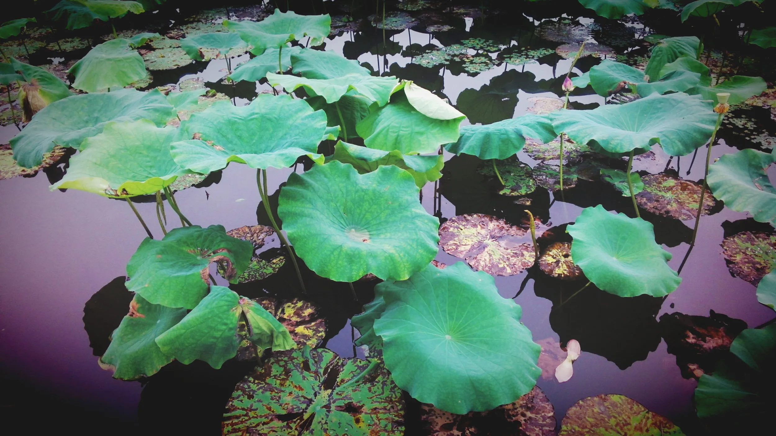 白堤の蓮と蓮の花