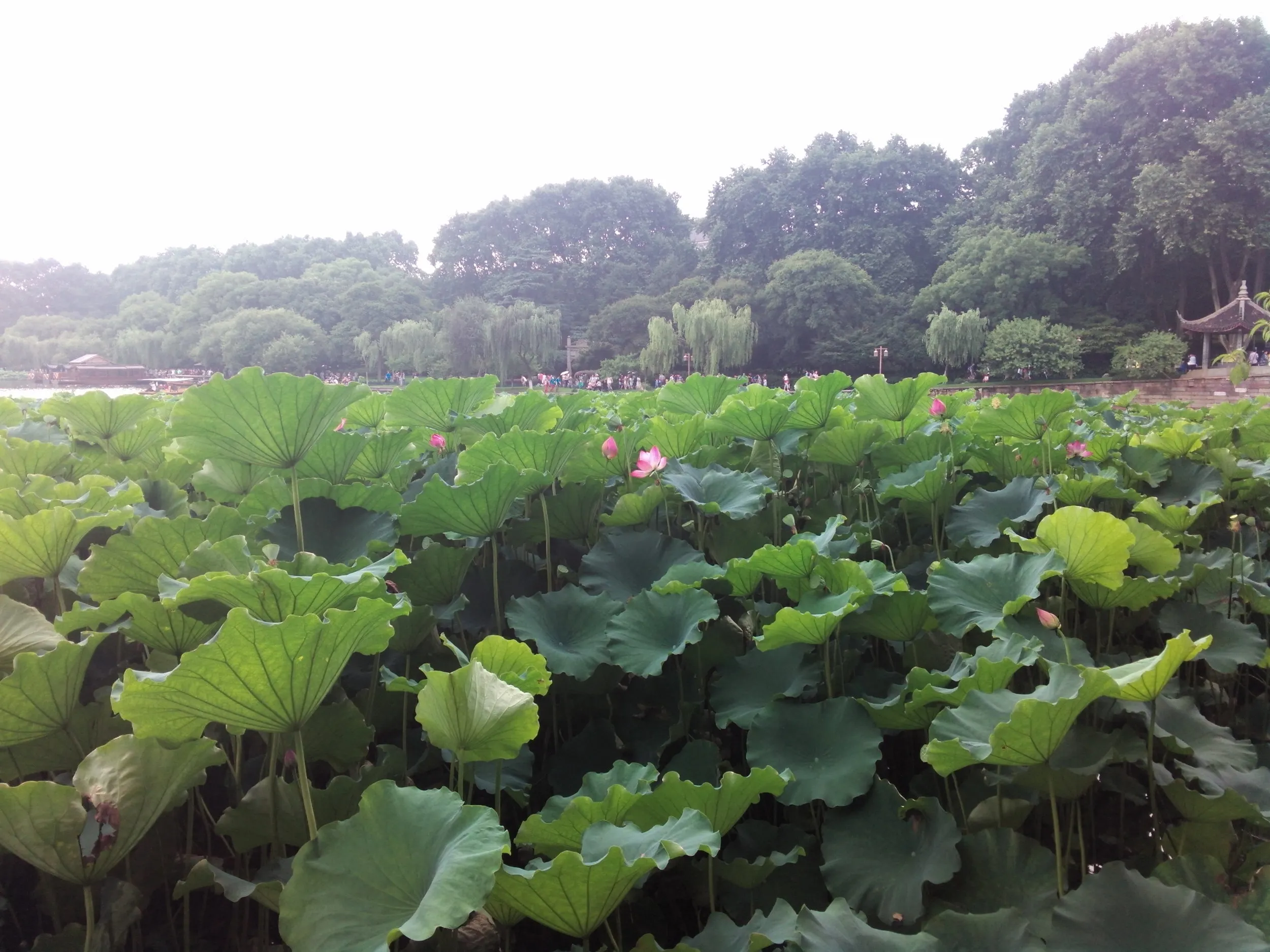 白堤と蘇堤付近の蓮と蓮の花