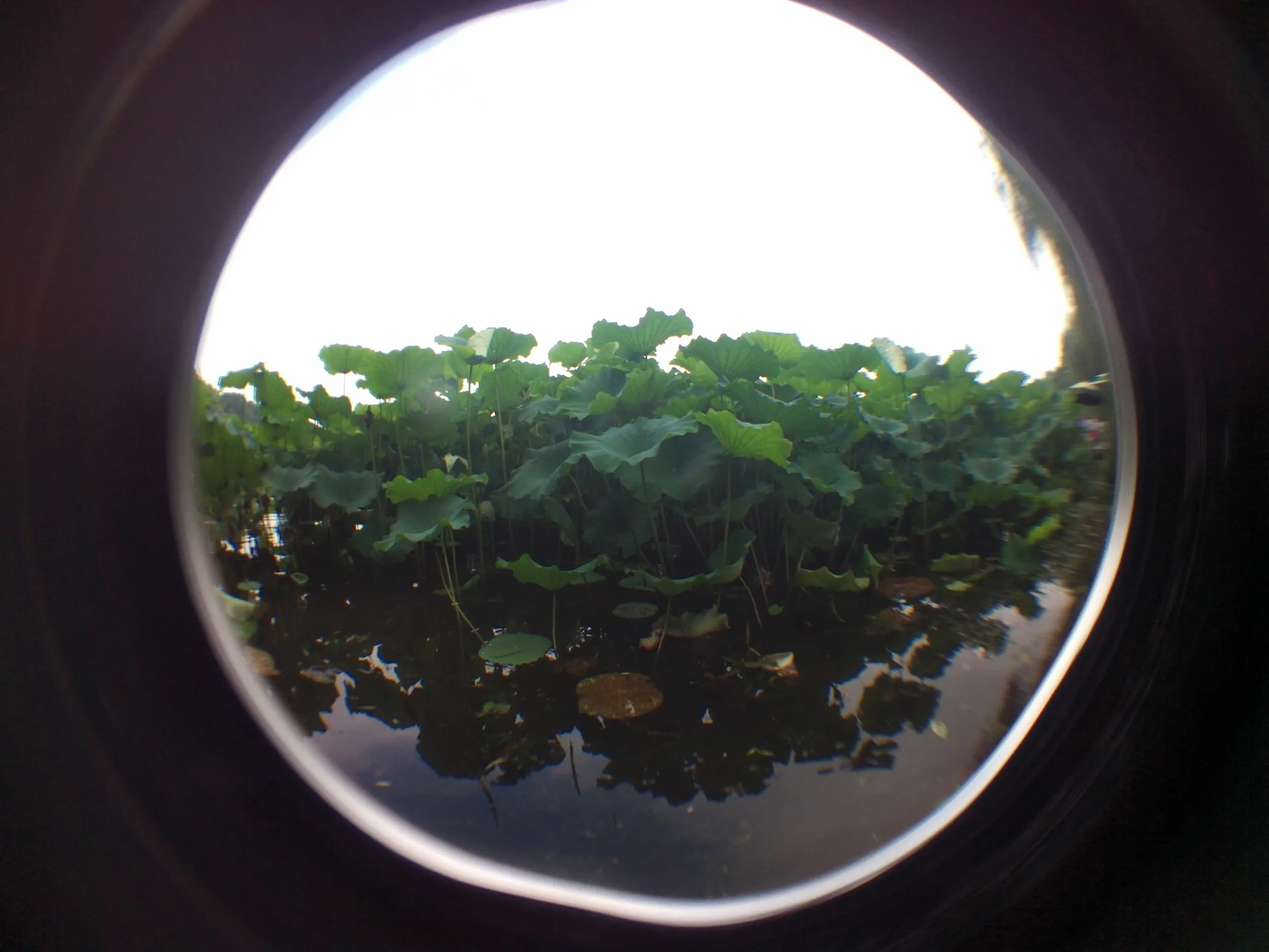 蘇堤、北側の蓮と蓮の花