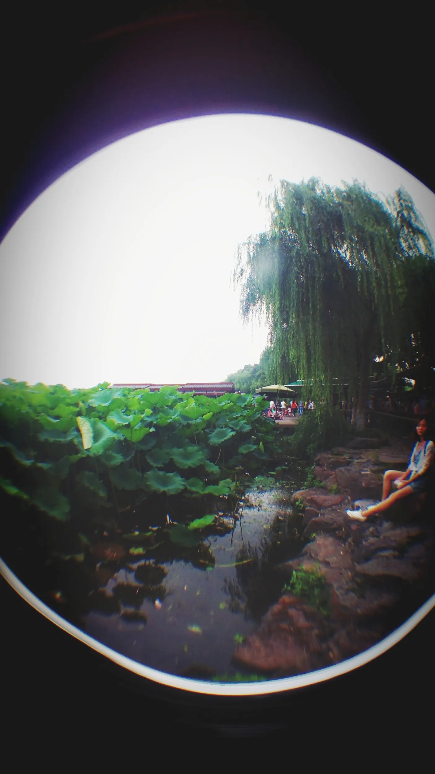 蘇堤、北側の蓮と蓮の花