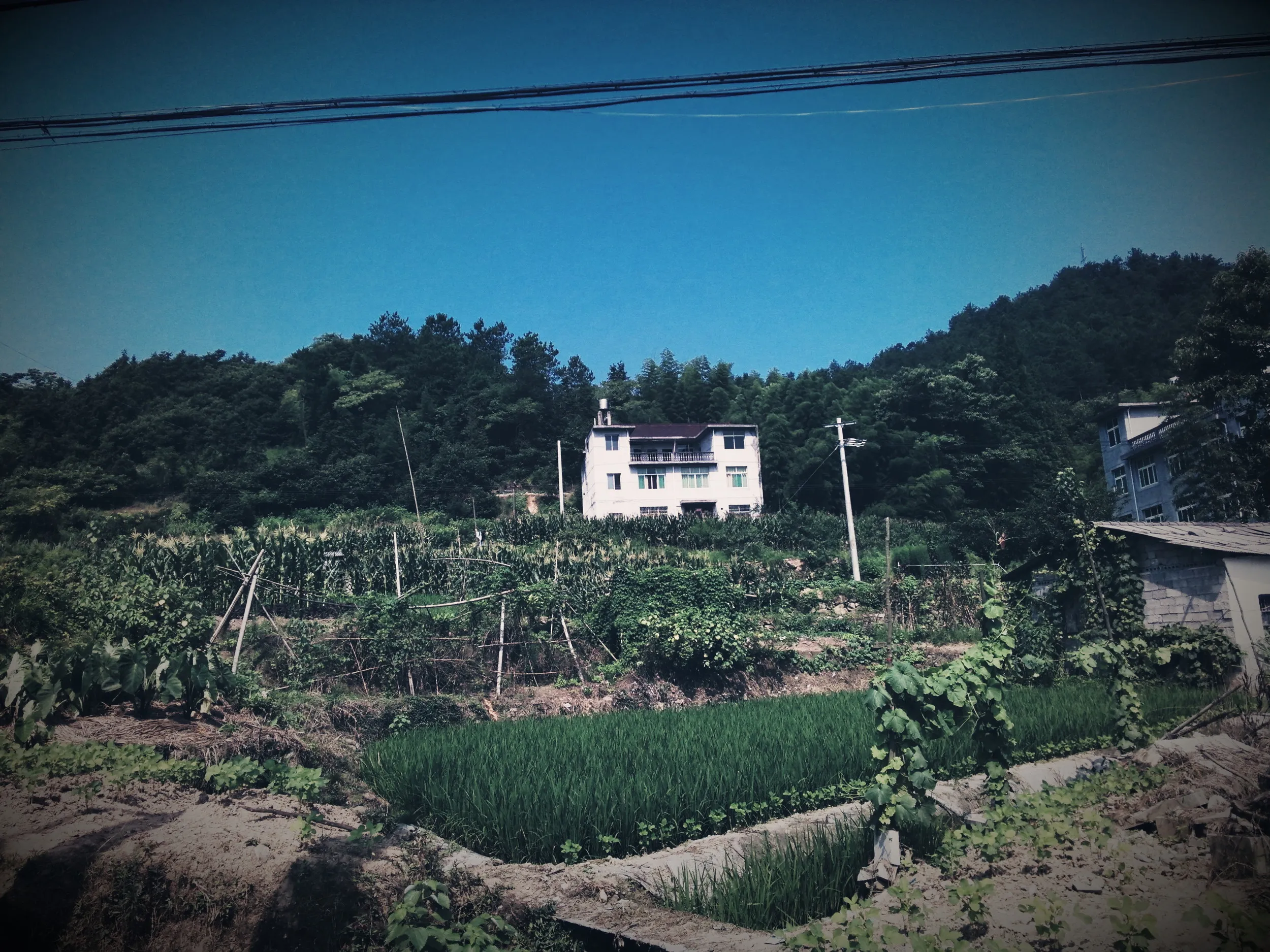 鼎湖路沿いの風景
