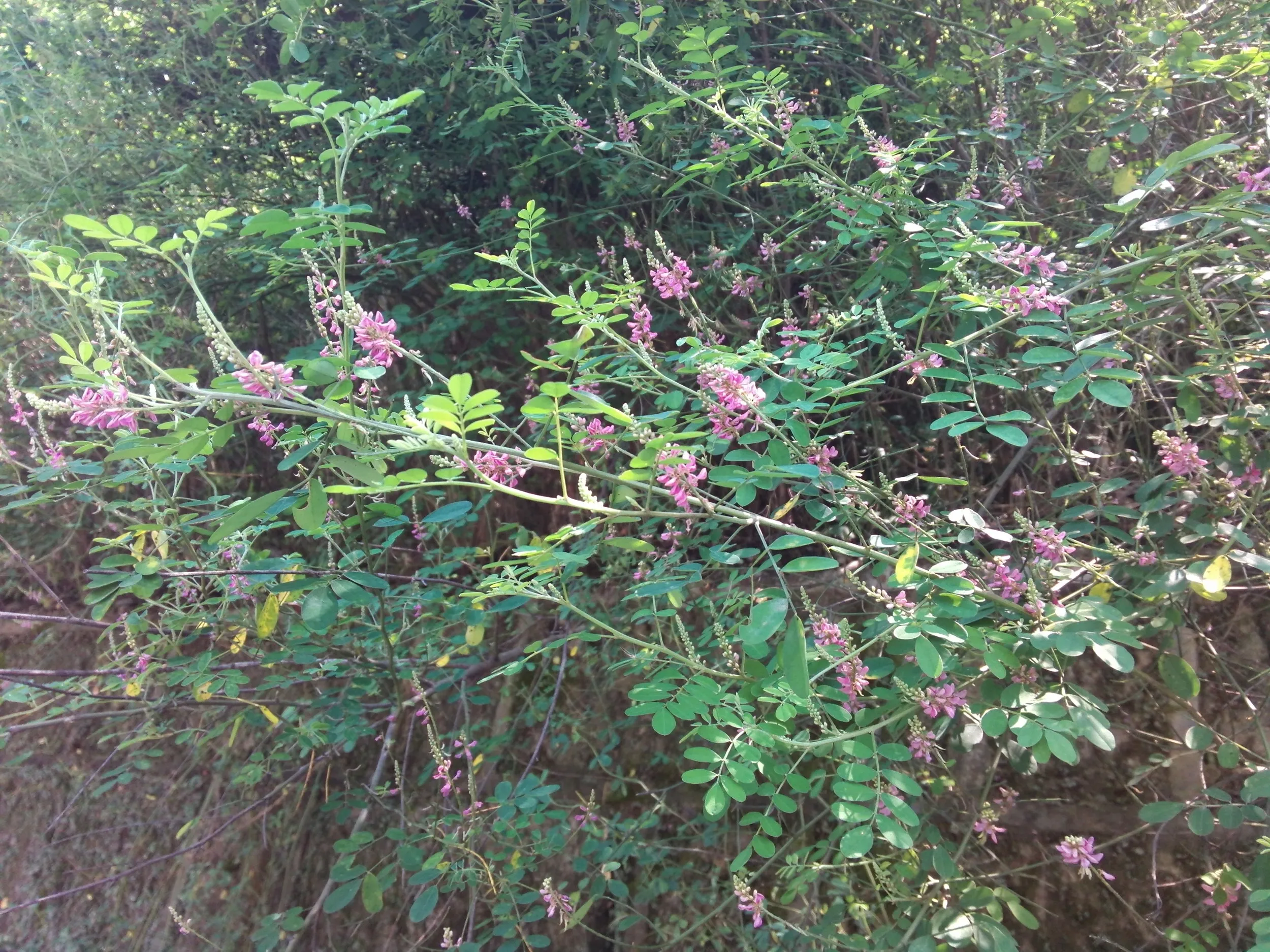 路周辺に咲く花