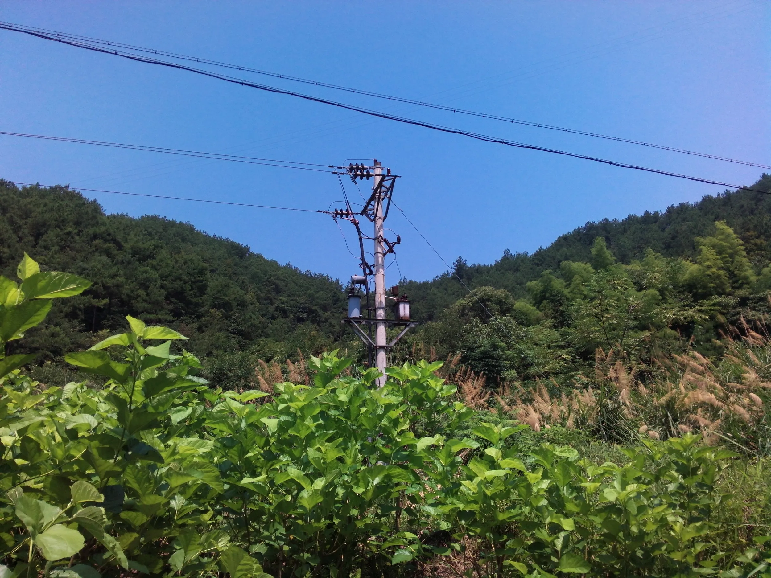 山道周辺の風景