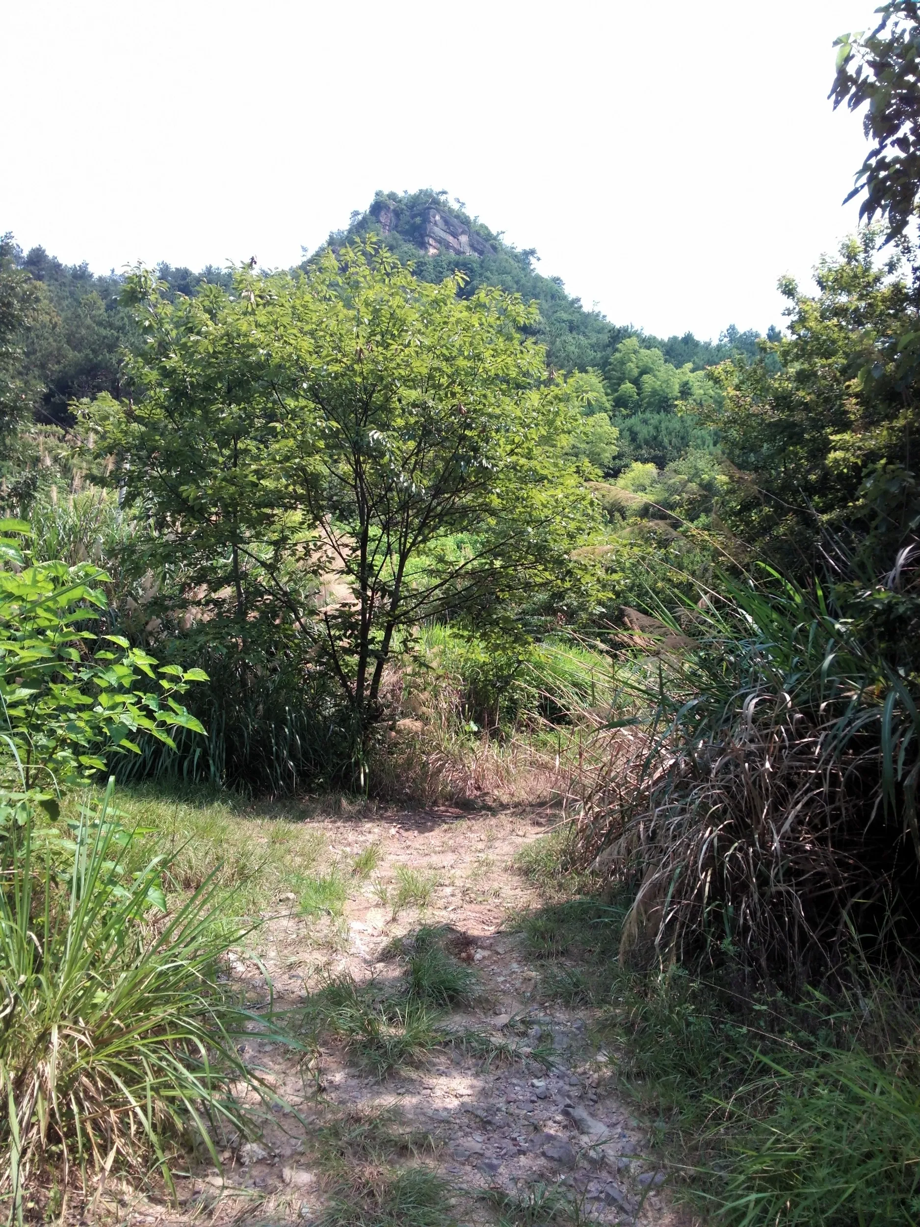山道周辺の風景