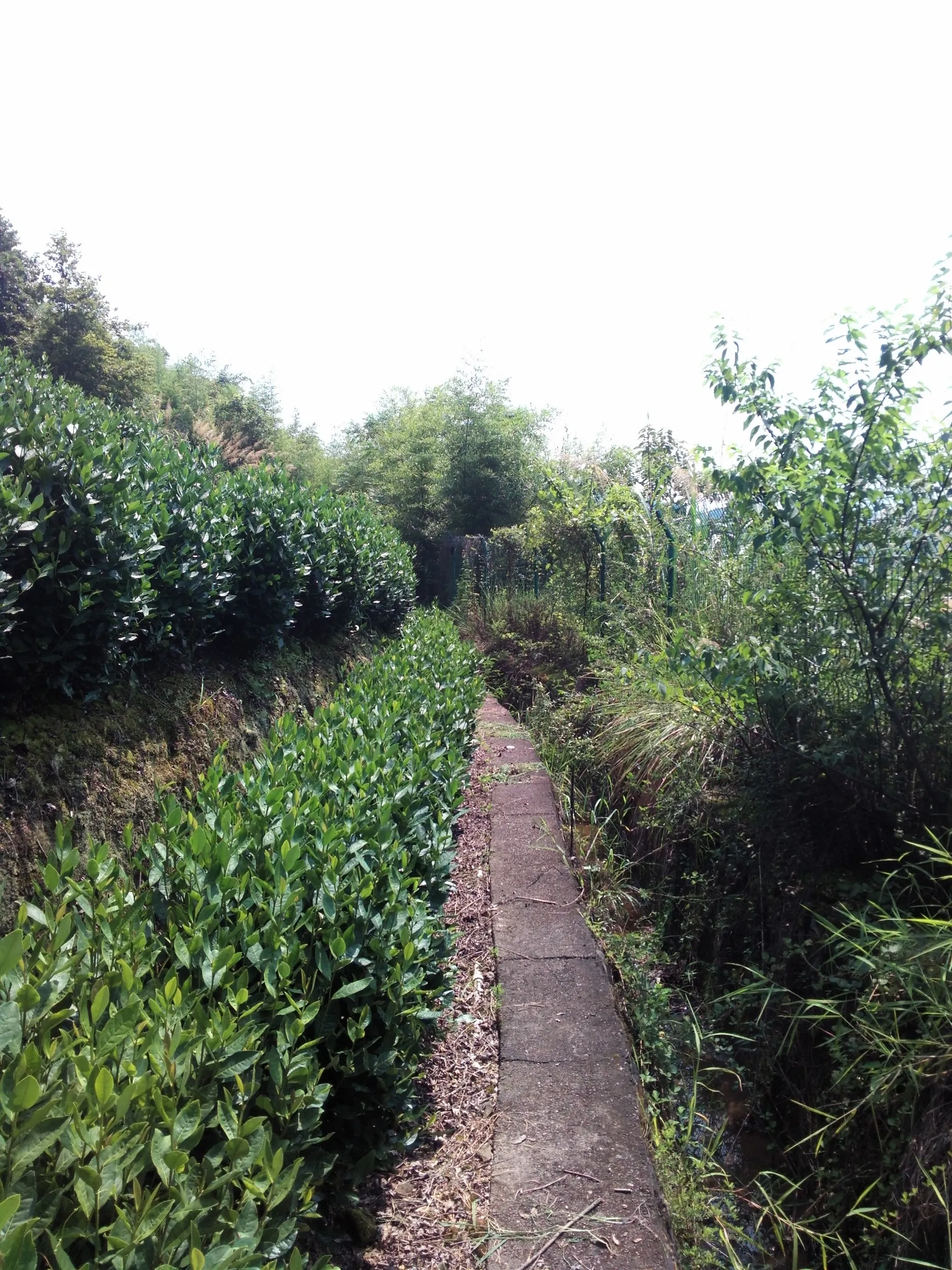 山道周辺の風景