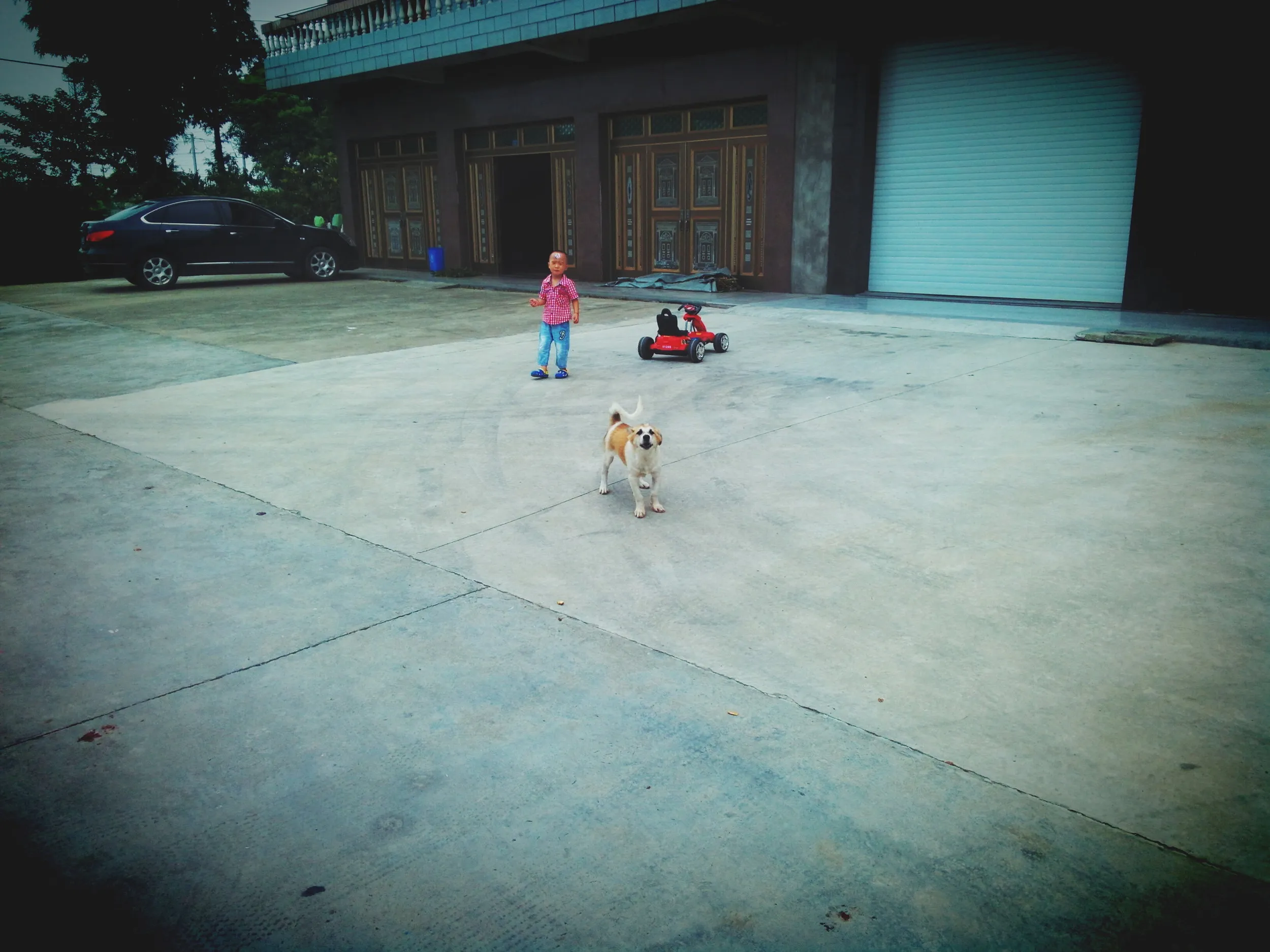 わんこ先生にほえられる