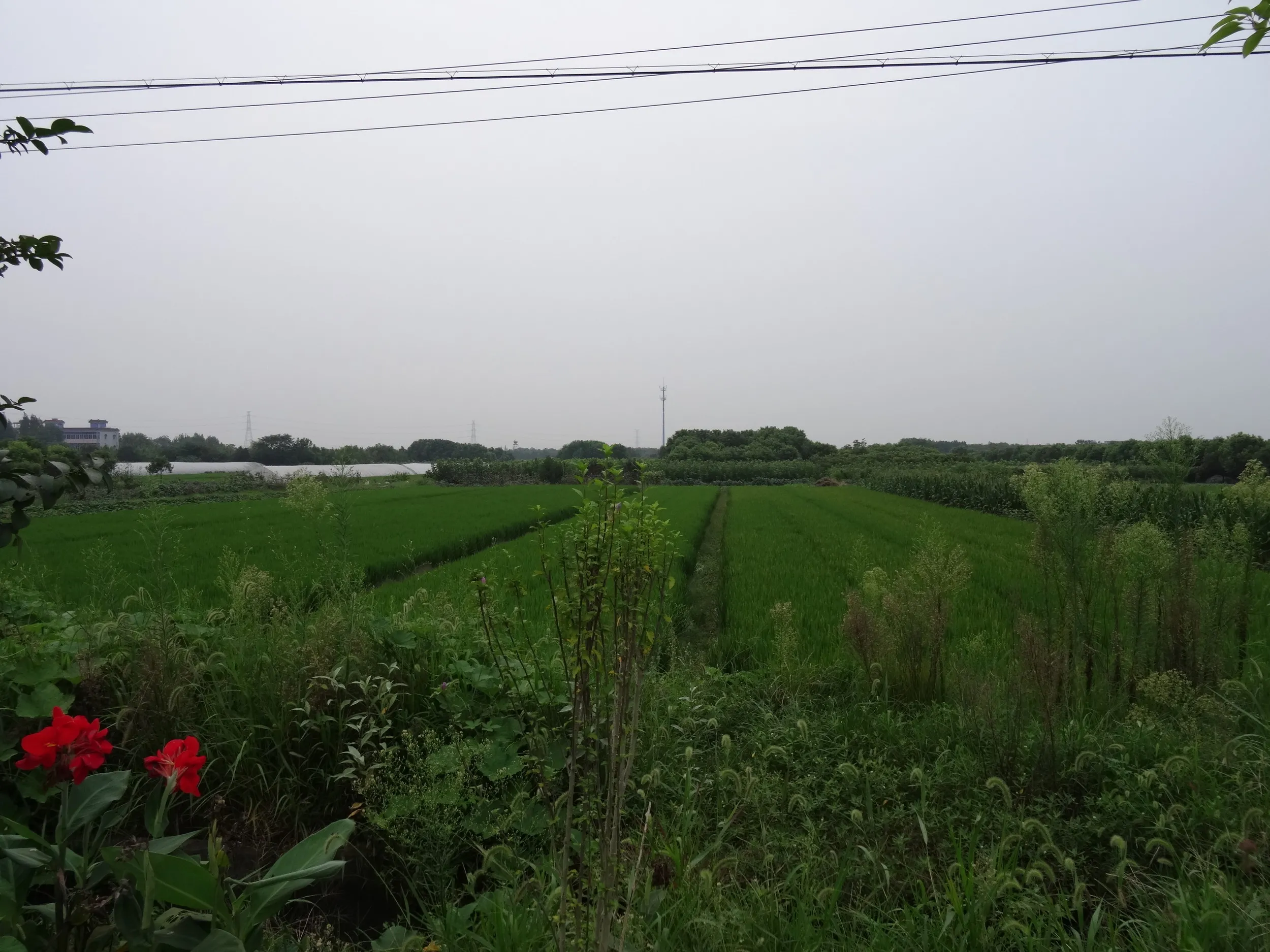 老庄村から徒歩で海寧西駅へ向かう