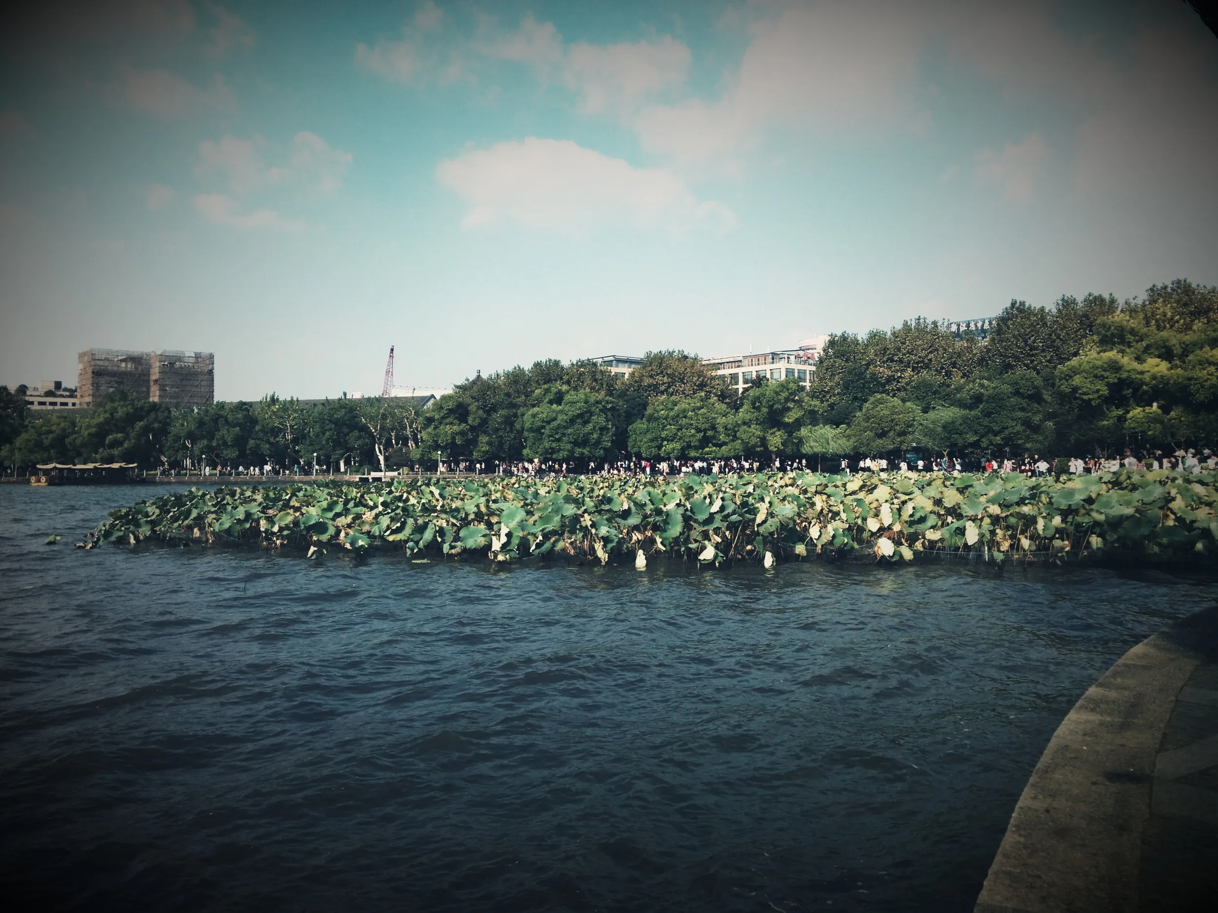 集賢亭付近の蓮