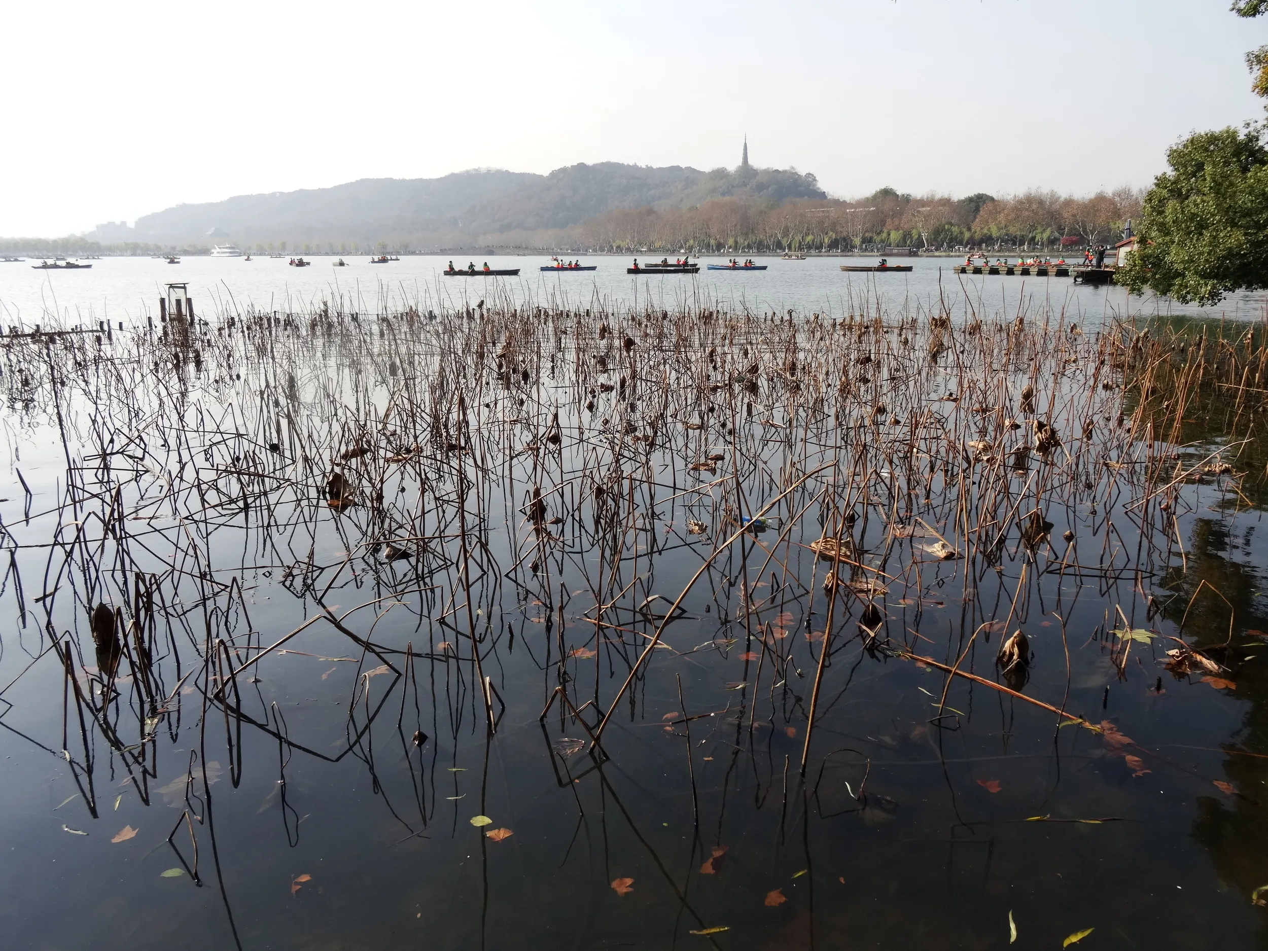 西湖の風景
