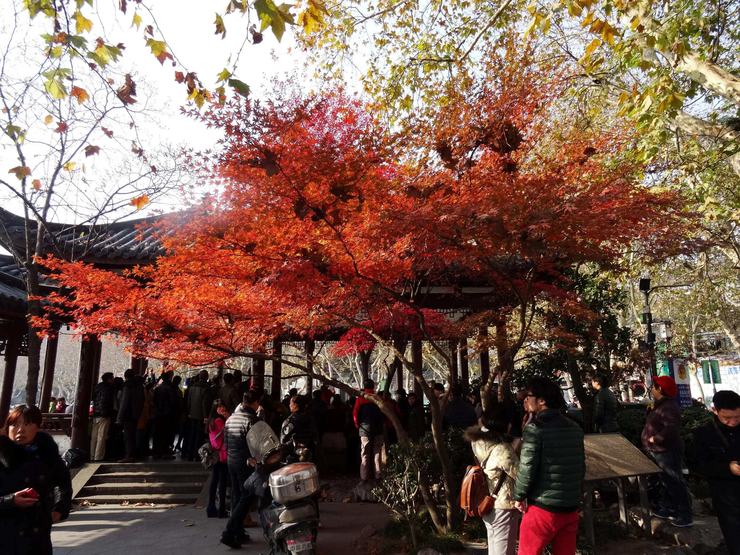 西湖の風景、紅葉を鑑賞