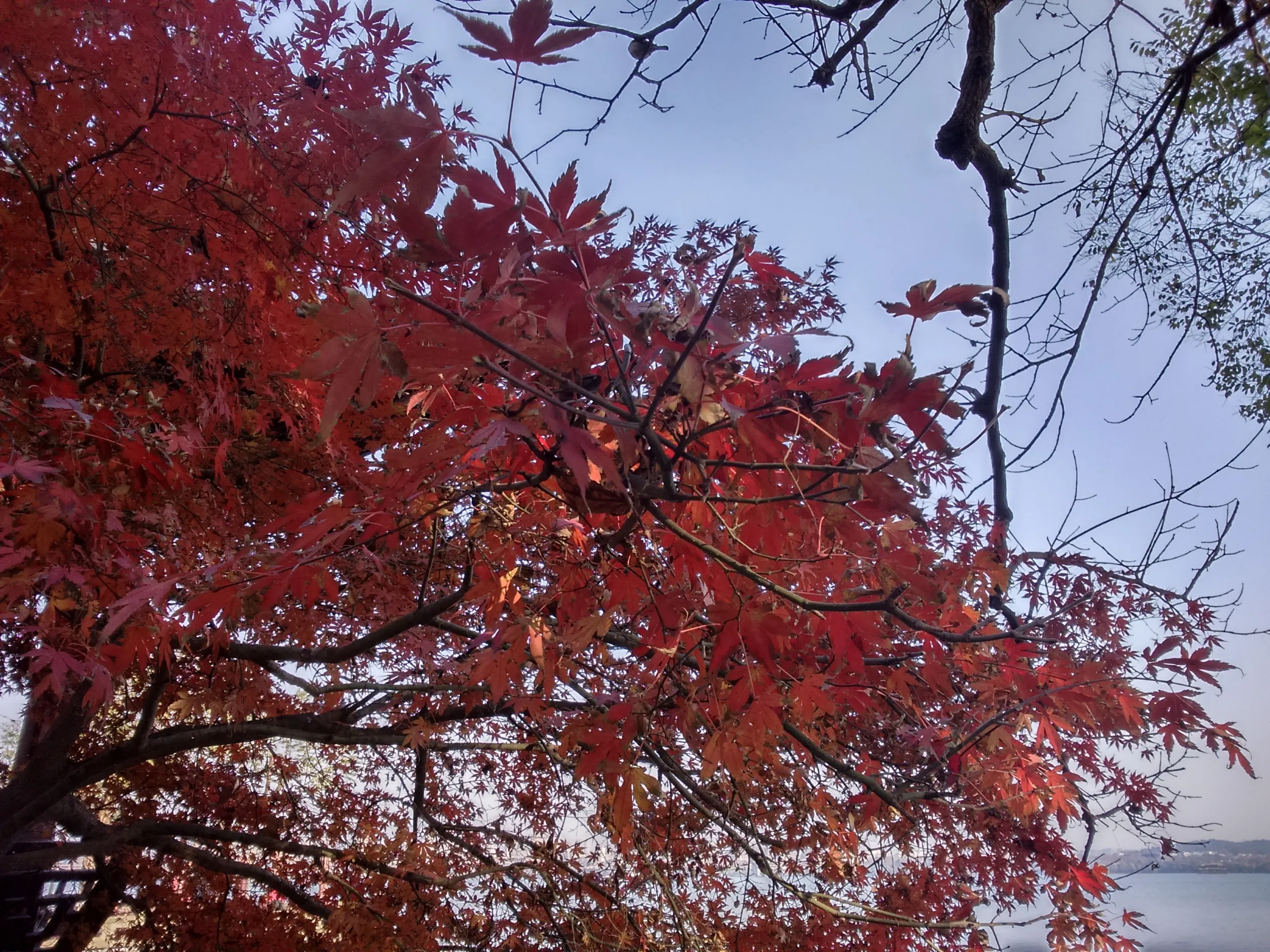 西湖の風景、紅葉を鑑賞