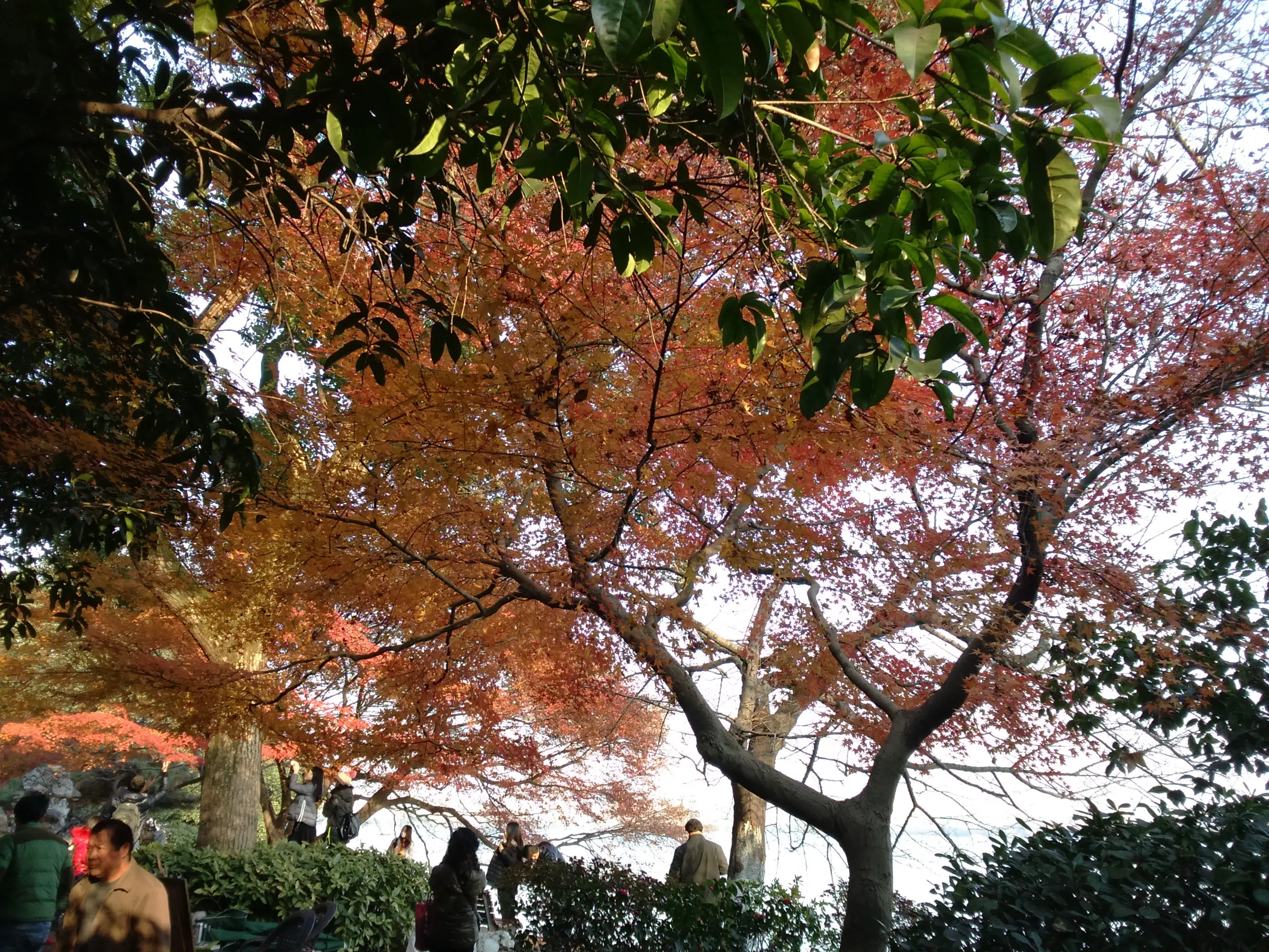西湖から霊隠景観区まで散歩。紅葉を鑑賞