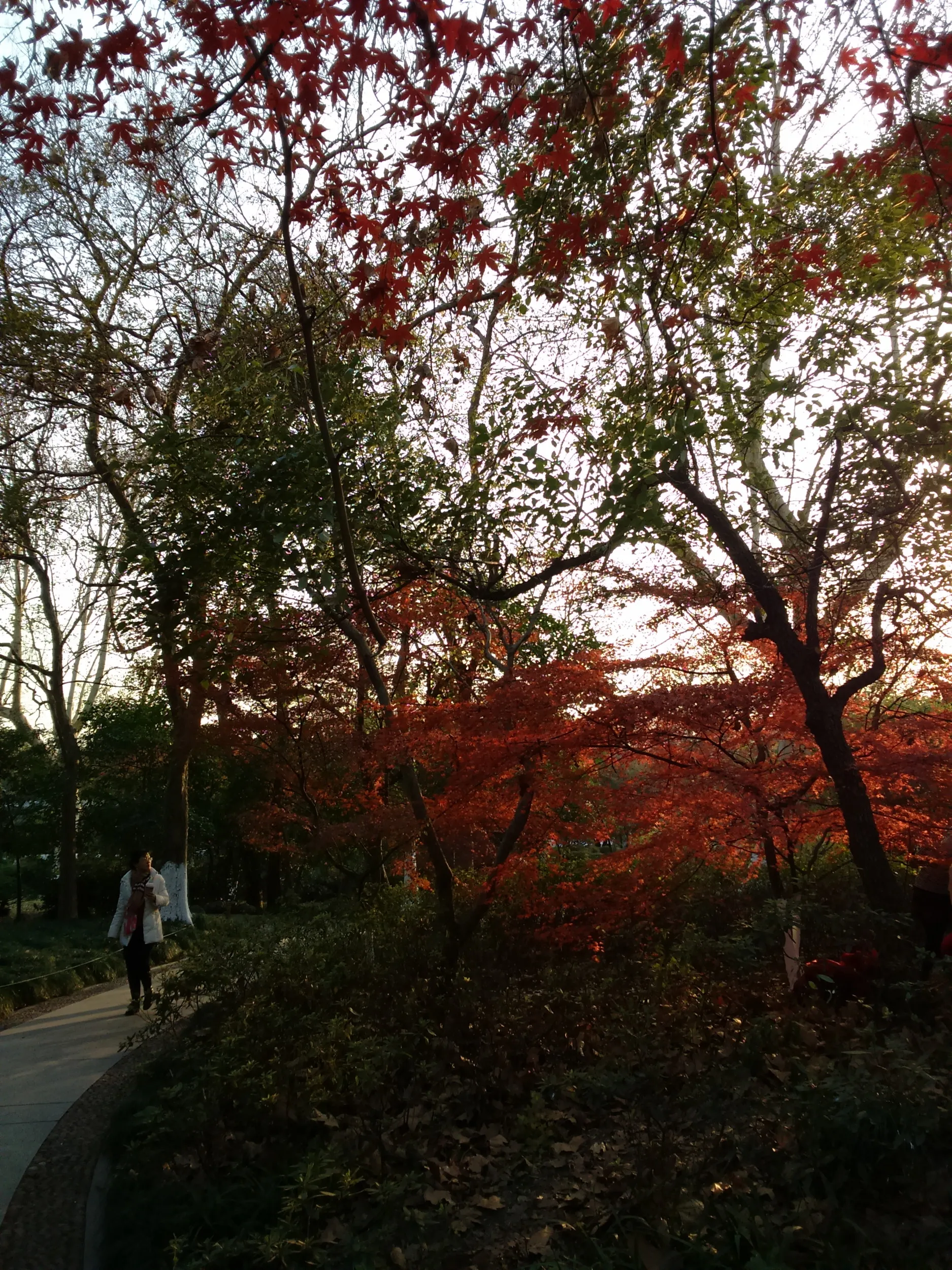 西湖から霊隠景観区まで散歩。紅葉を鑑賞