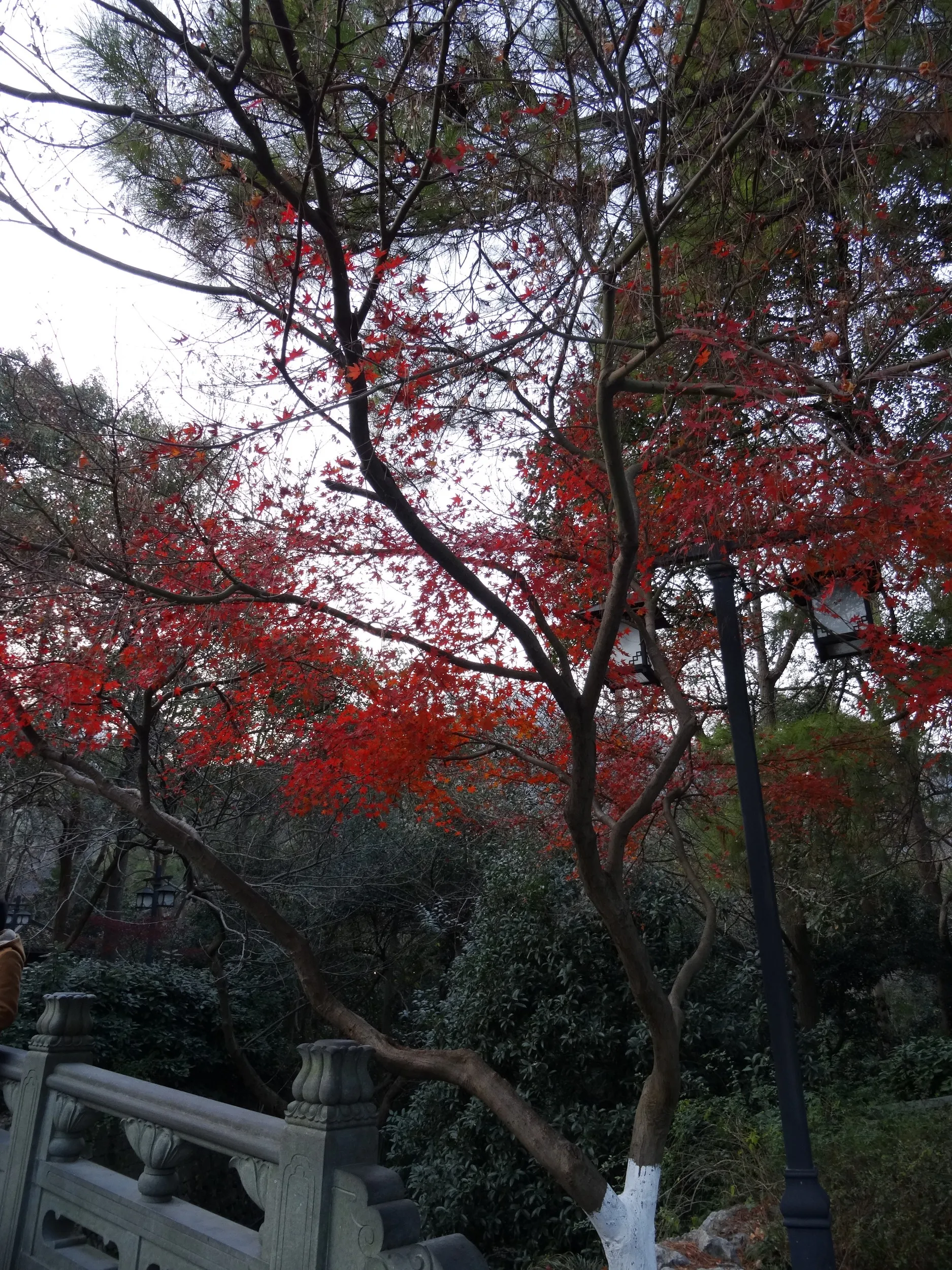 霊隠景観区周辺で紅葉観賞