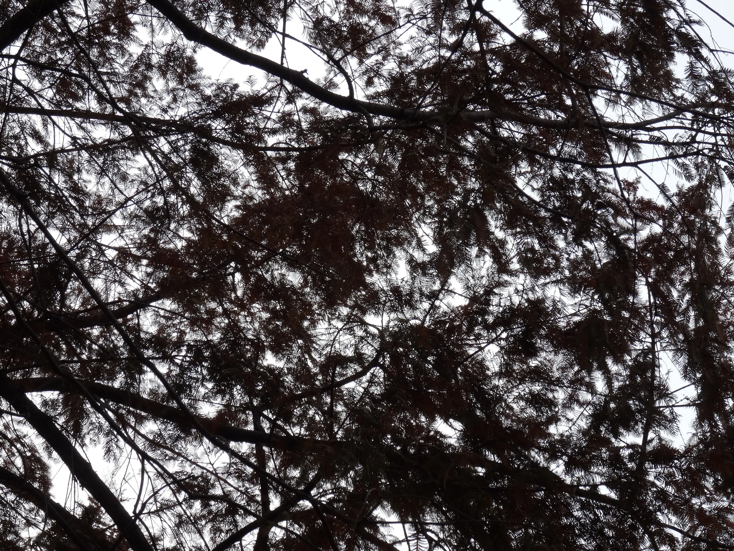 南翔老街付近の風景