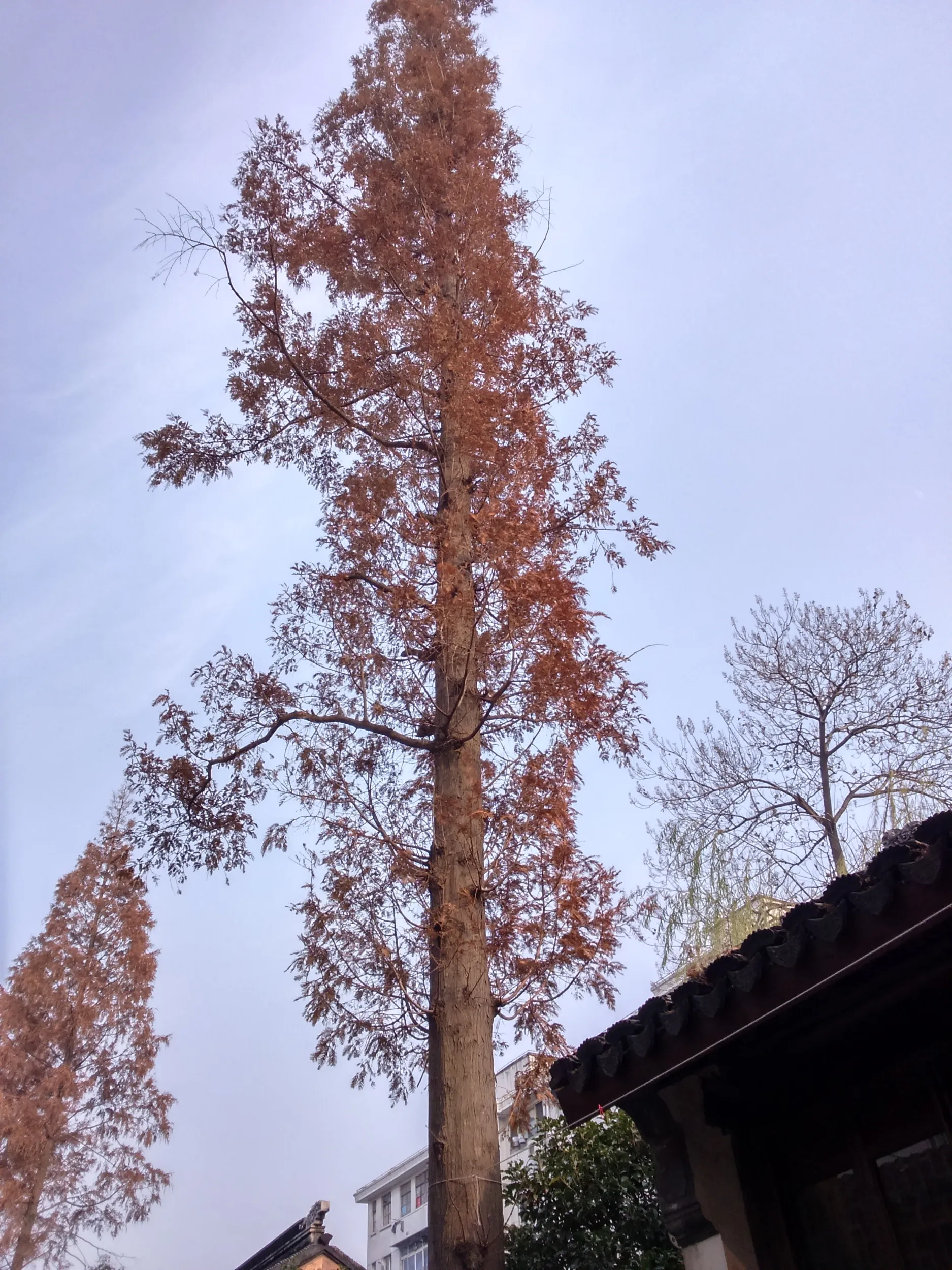 南翔老街観光編