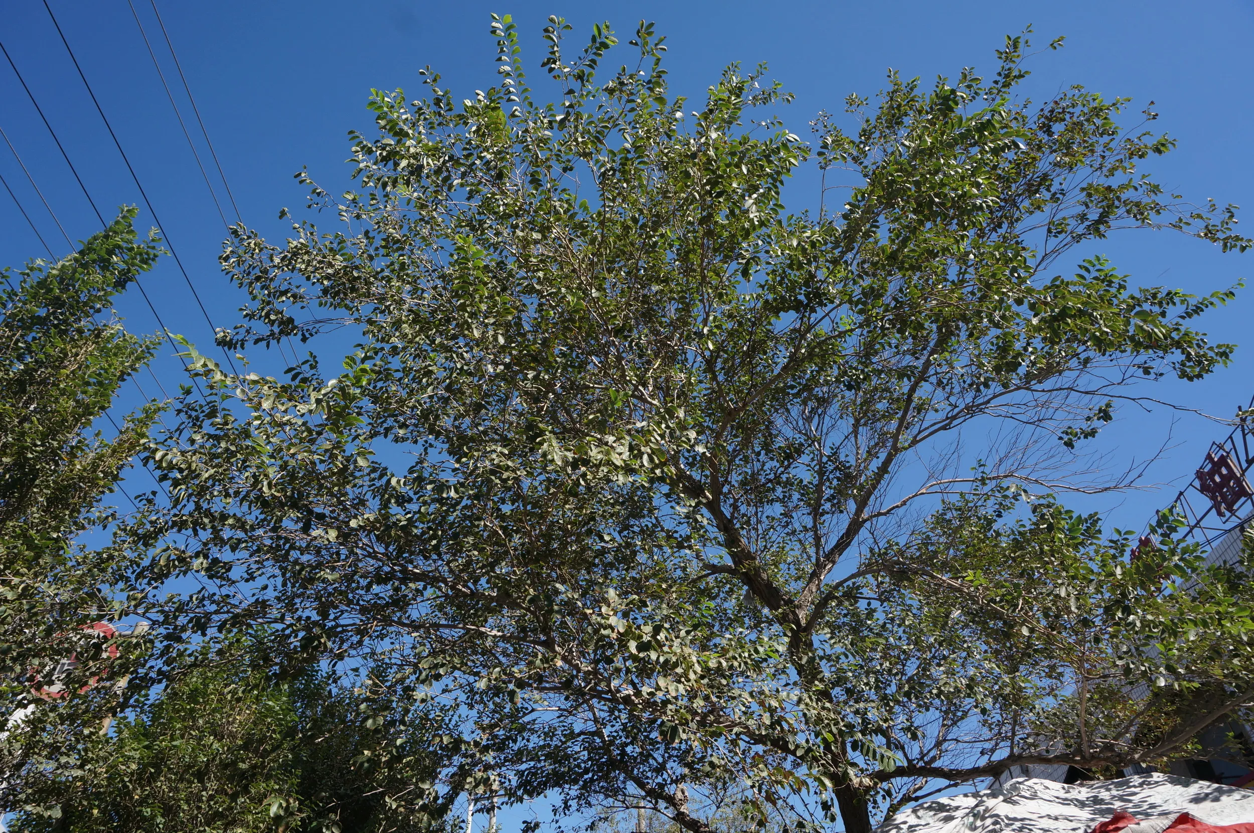 大河沿鎮を散歩