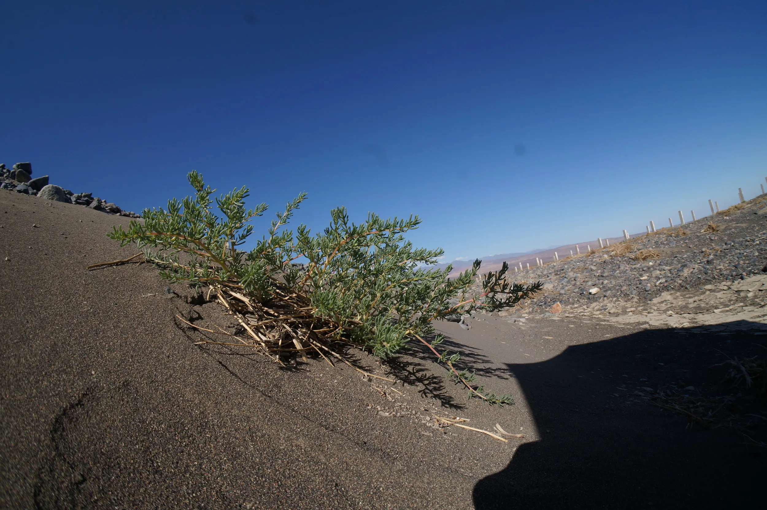 砂漠地帯を散歩