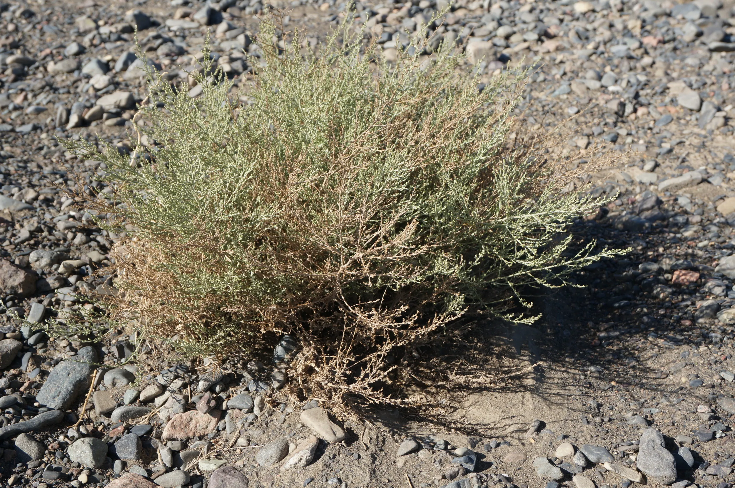 砂漠地帯を散歩