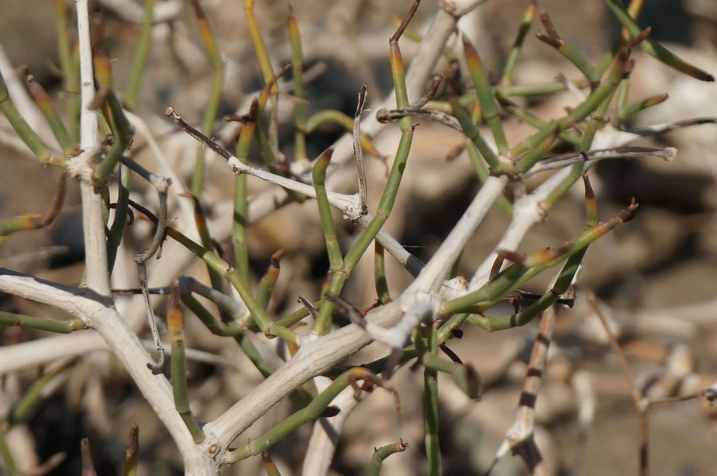 砂漠地帯を散歩
